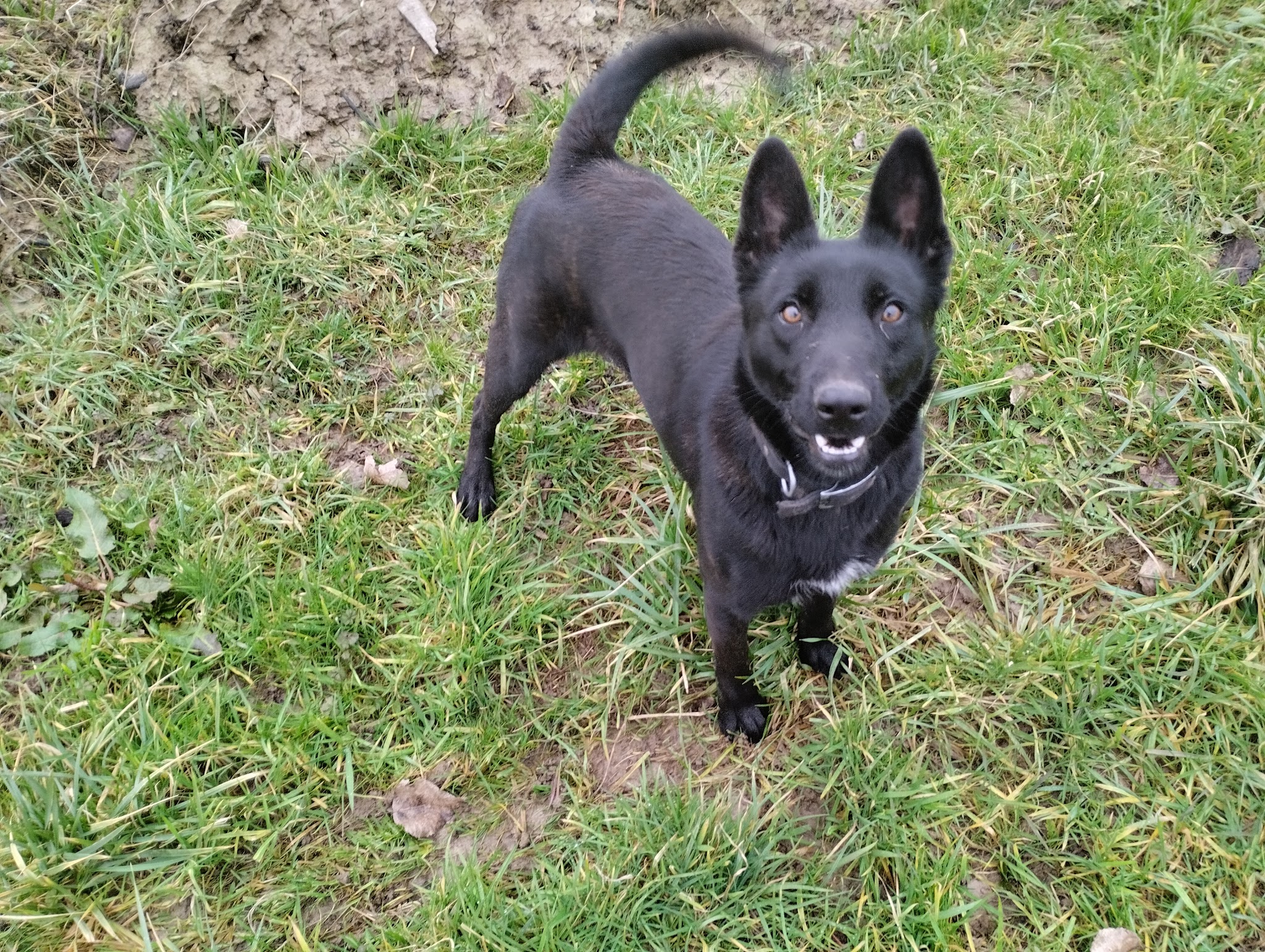 Les jardins de la défense élevage/pension canine — photo