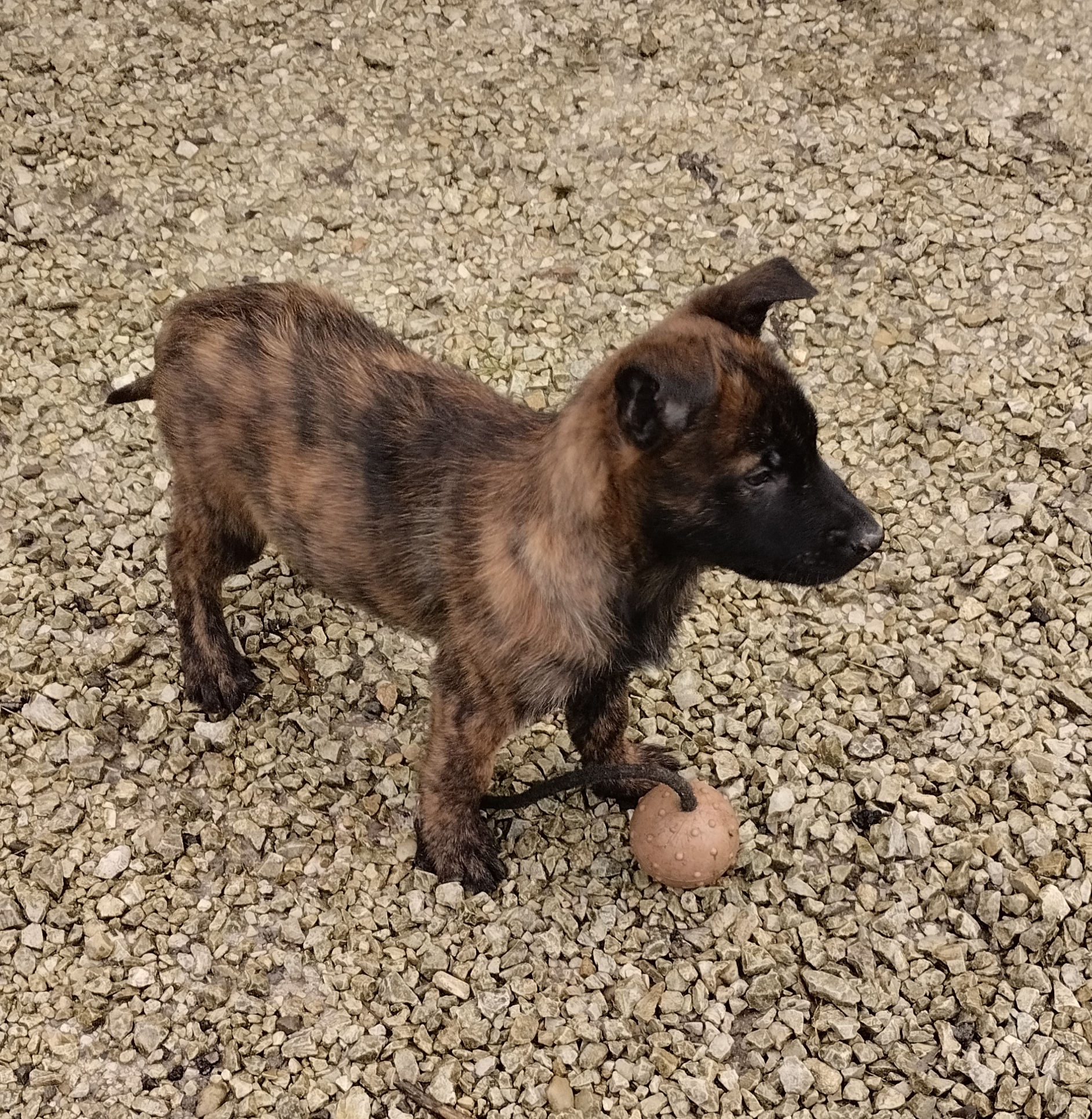 Les jardins de la défense élevage/pension canine