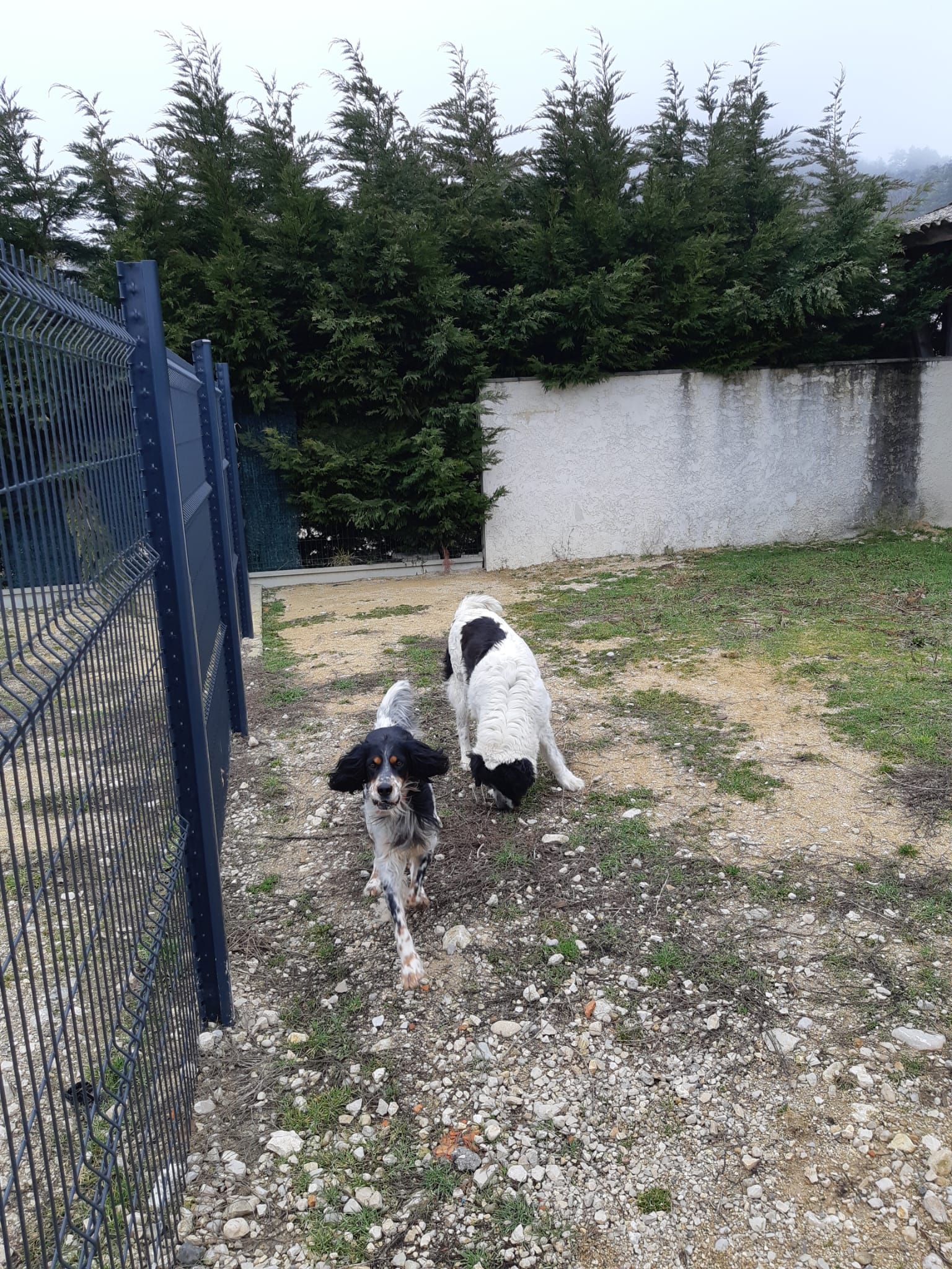 Pension Canine Familiale à LABALME : Dog paradise — photo