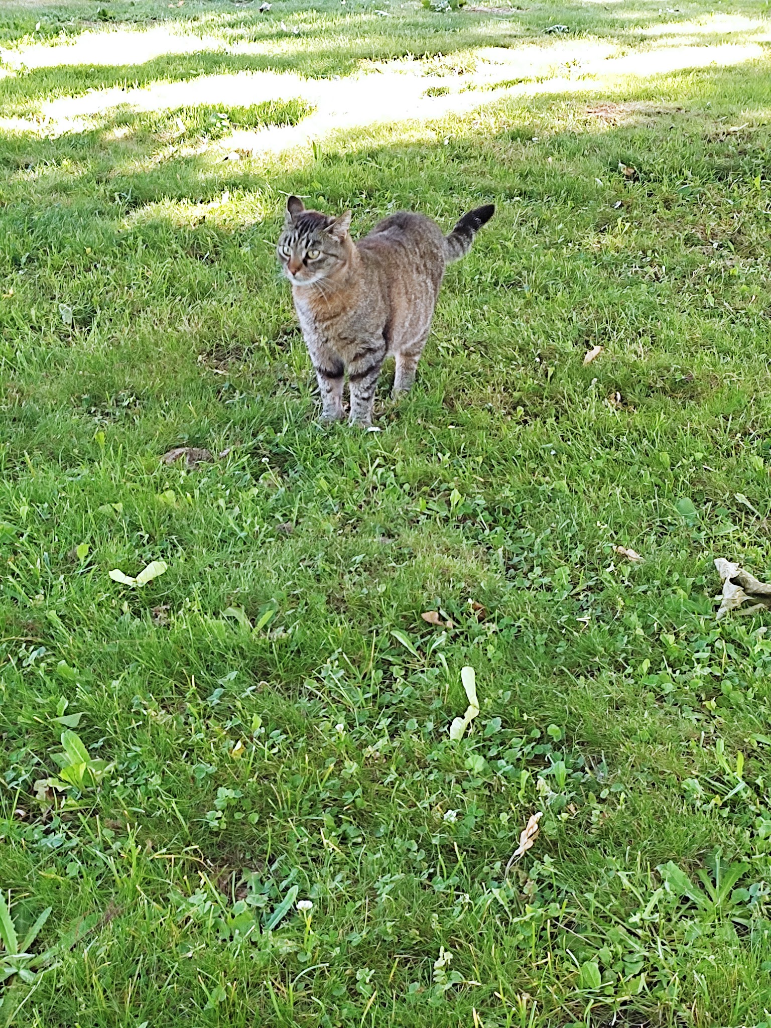 Les Pattes Sereines — photo