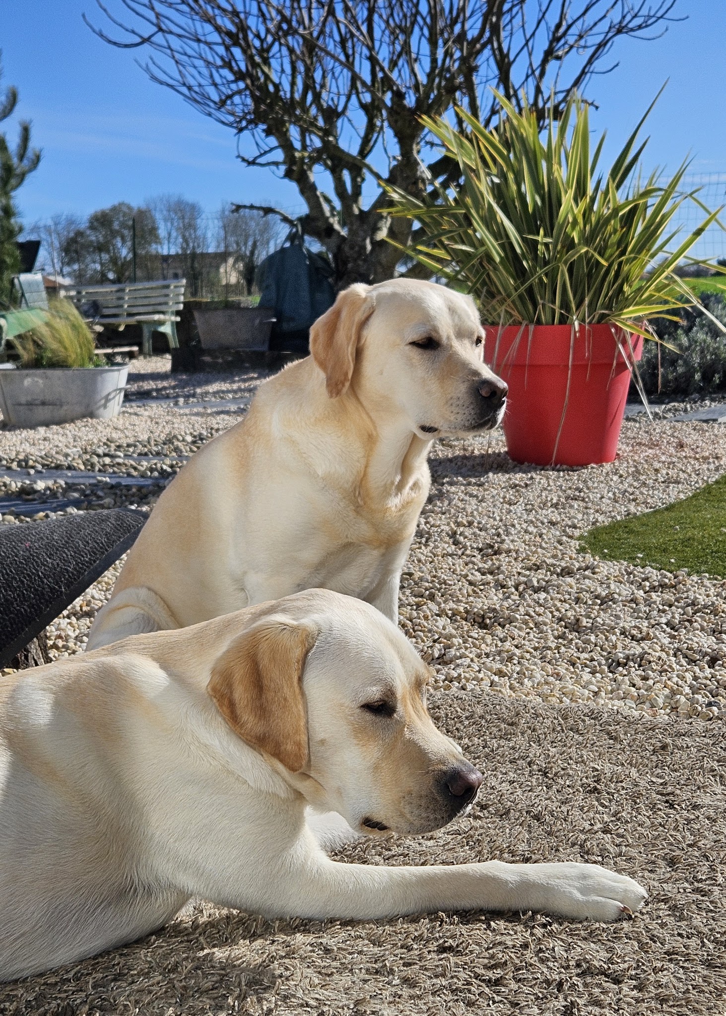 Raya & Compagnie | Gardes et visites d'animaux