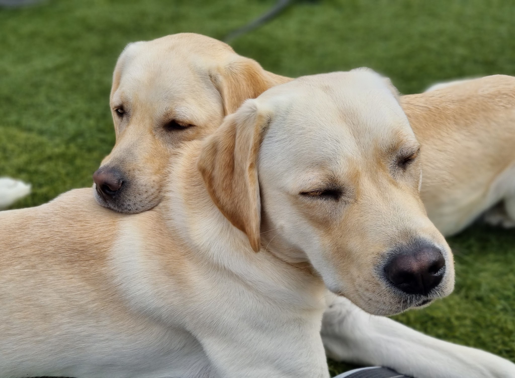 Raya & Compagnie | Gardes et visites d'animaux — photo