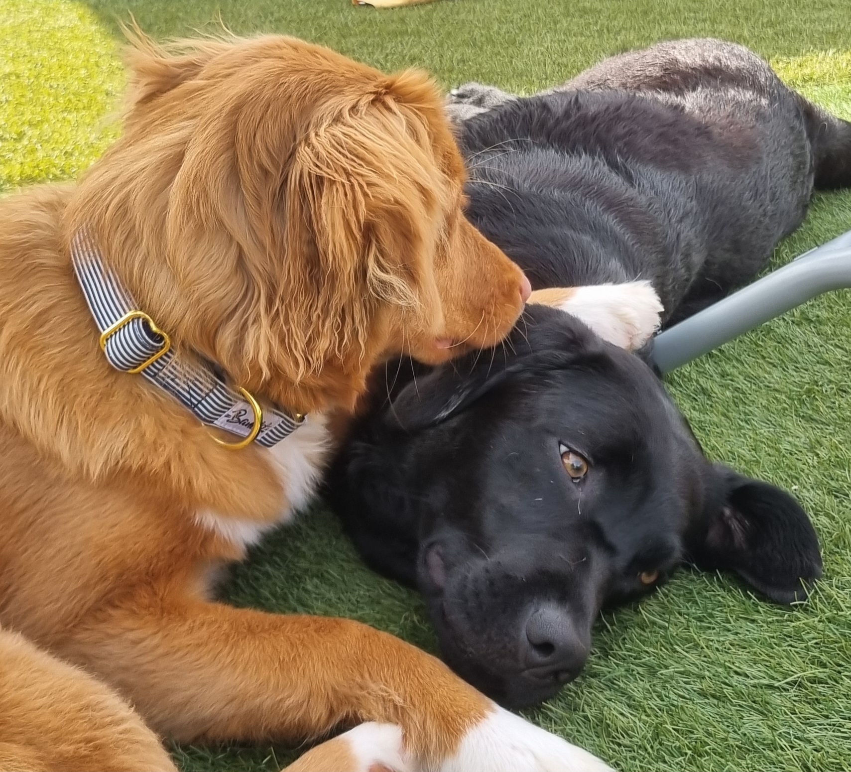 Raya & Compagnie | Gardes et visites d'animaux — photo