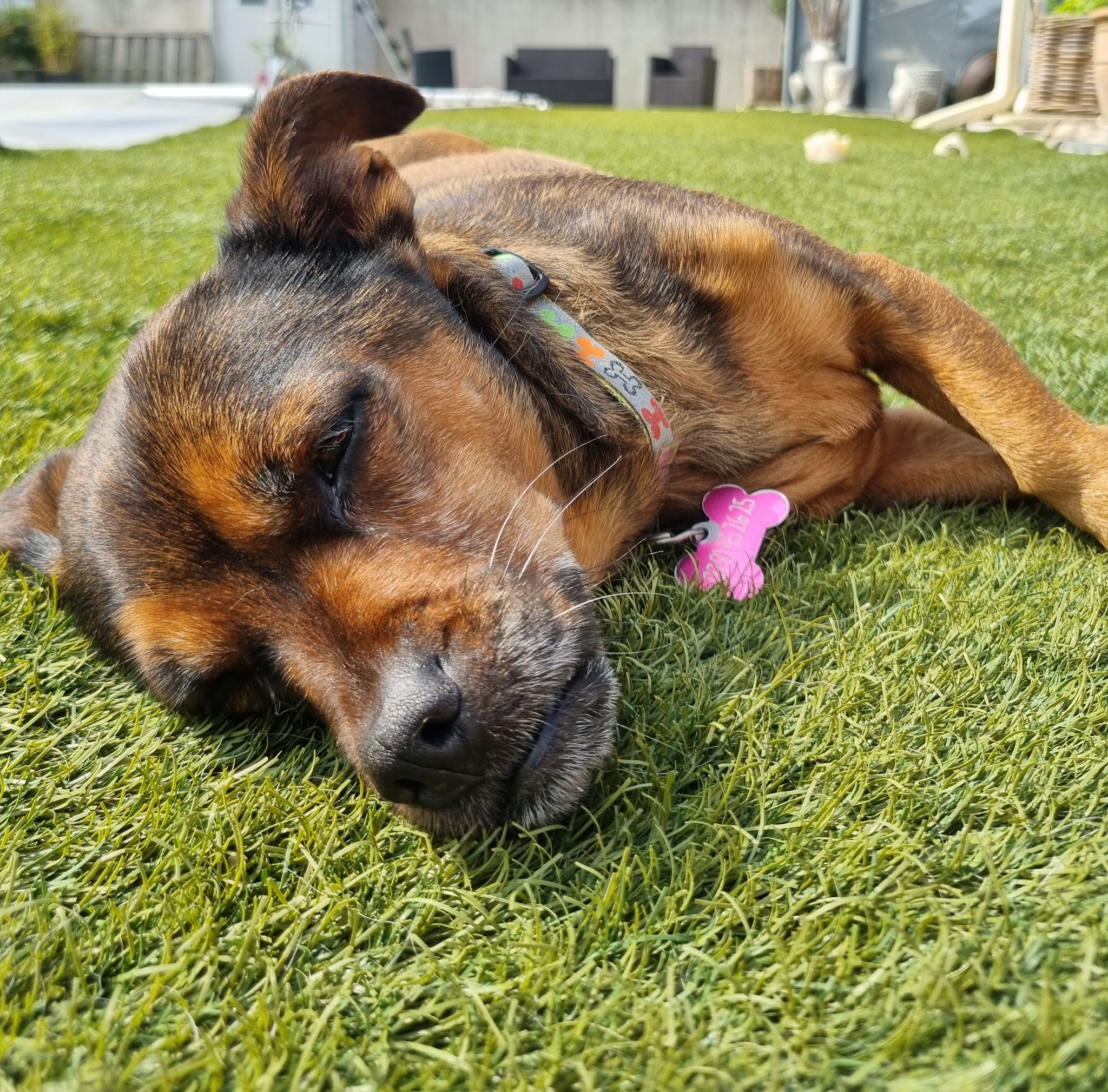 Raya & Compagnie | Gardes et visites d'animaux — photo