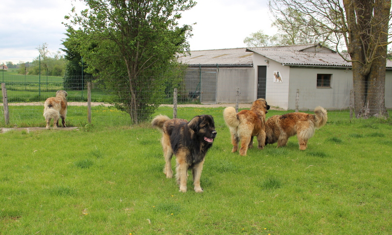 Pension Canine et Féline de Loudenka — photo