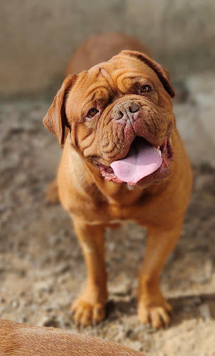 Pension canine Kerplanque