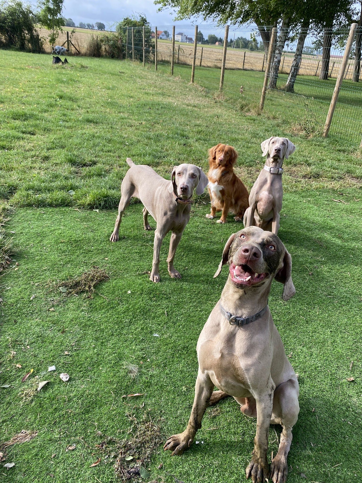 Auberge canine des hauts de Flandre — photo
