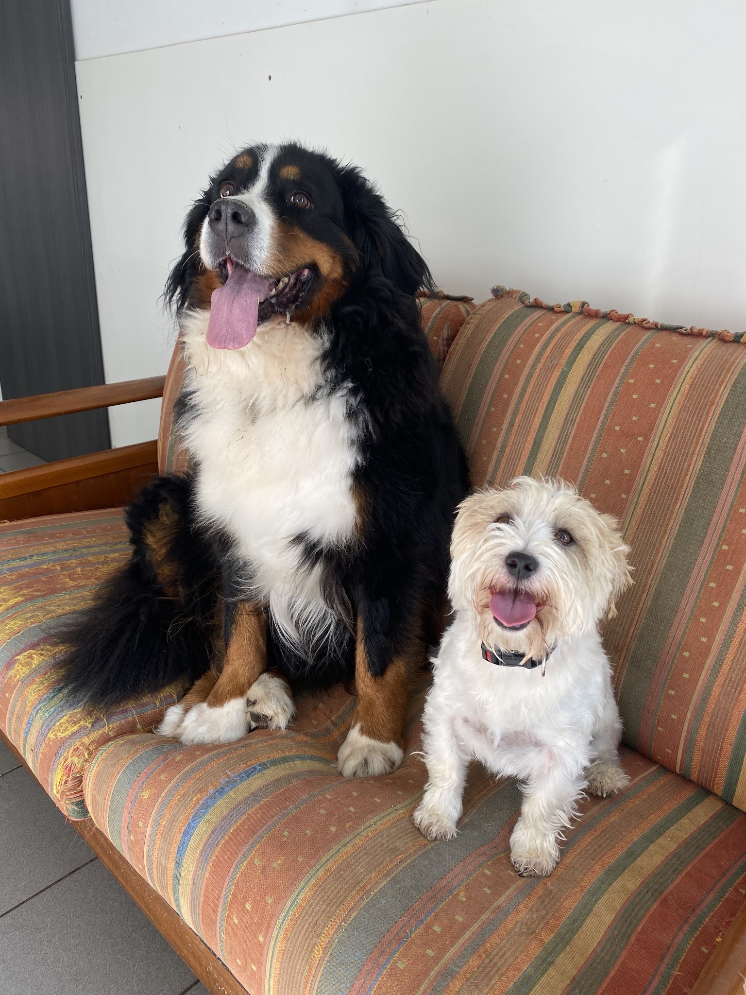Auberge canine des hauts de Flandre — photo