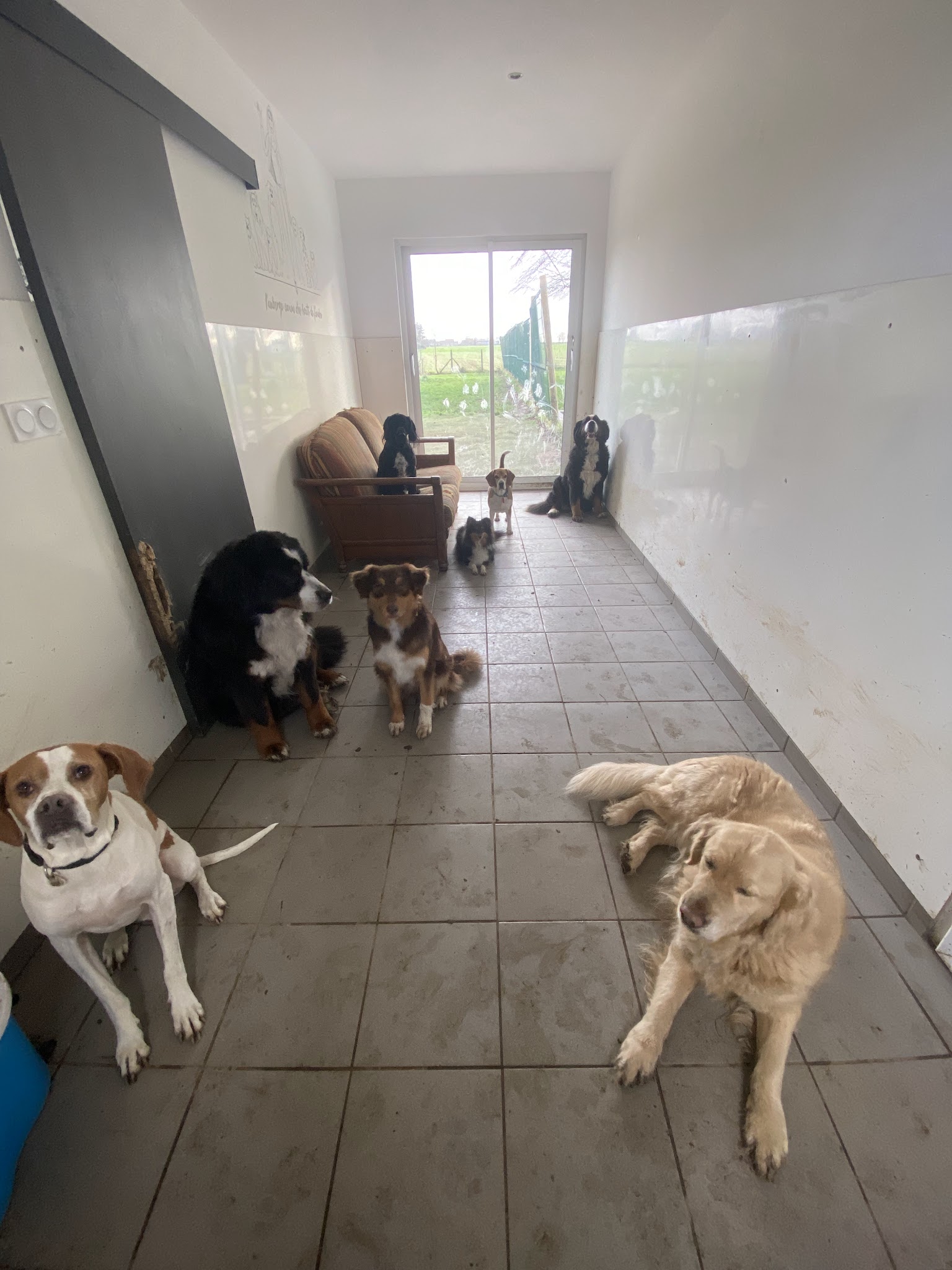 Auberge canine des hauts de Flandre — photo