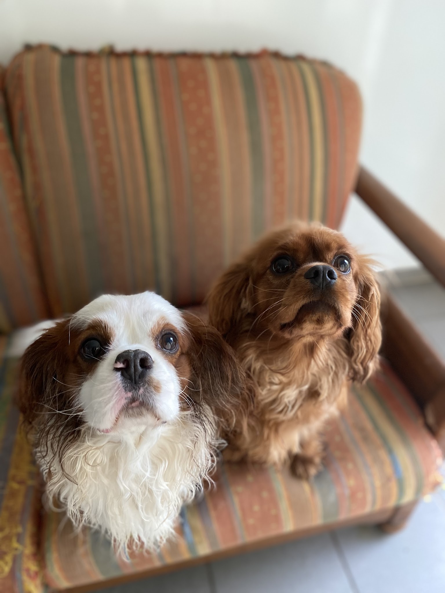 Auberge canine des hauts de Flandre — photo