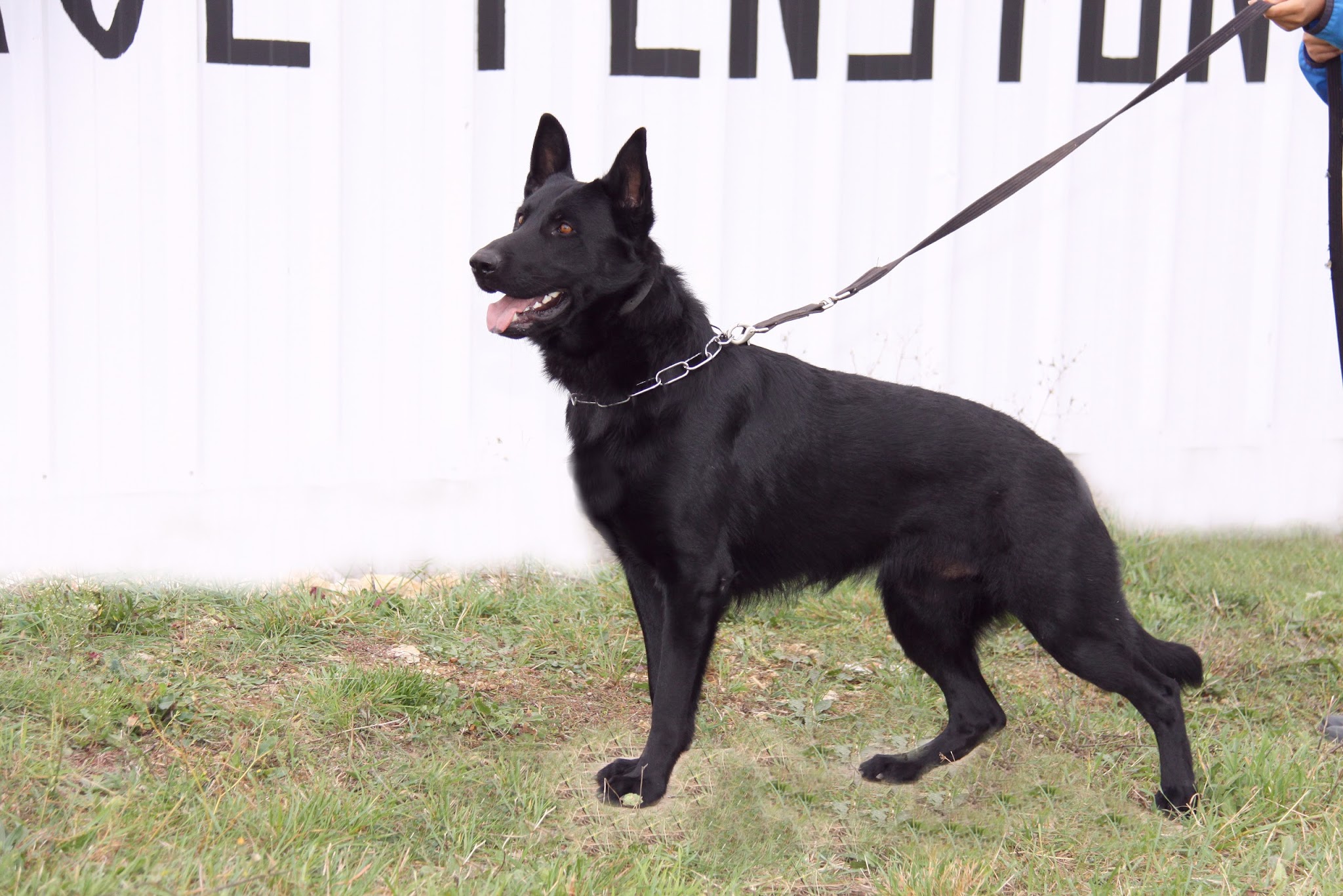 Pension canine sud vendée — photo