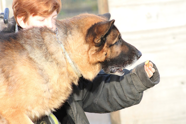 Pension canine sud vendée
