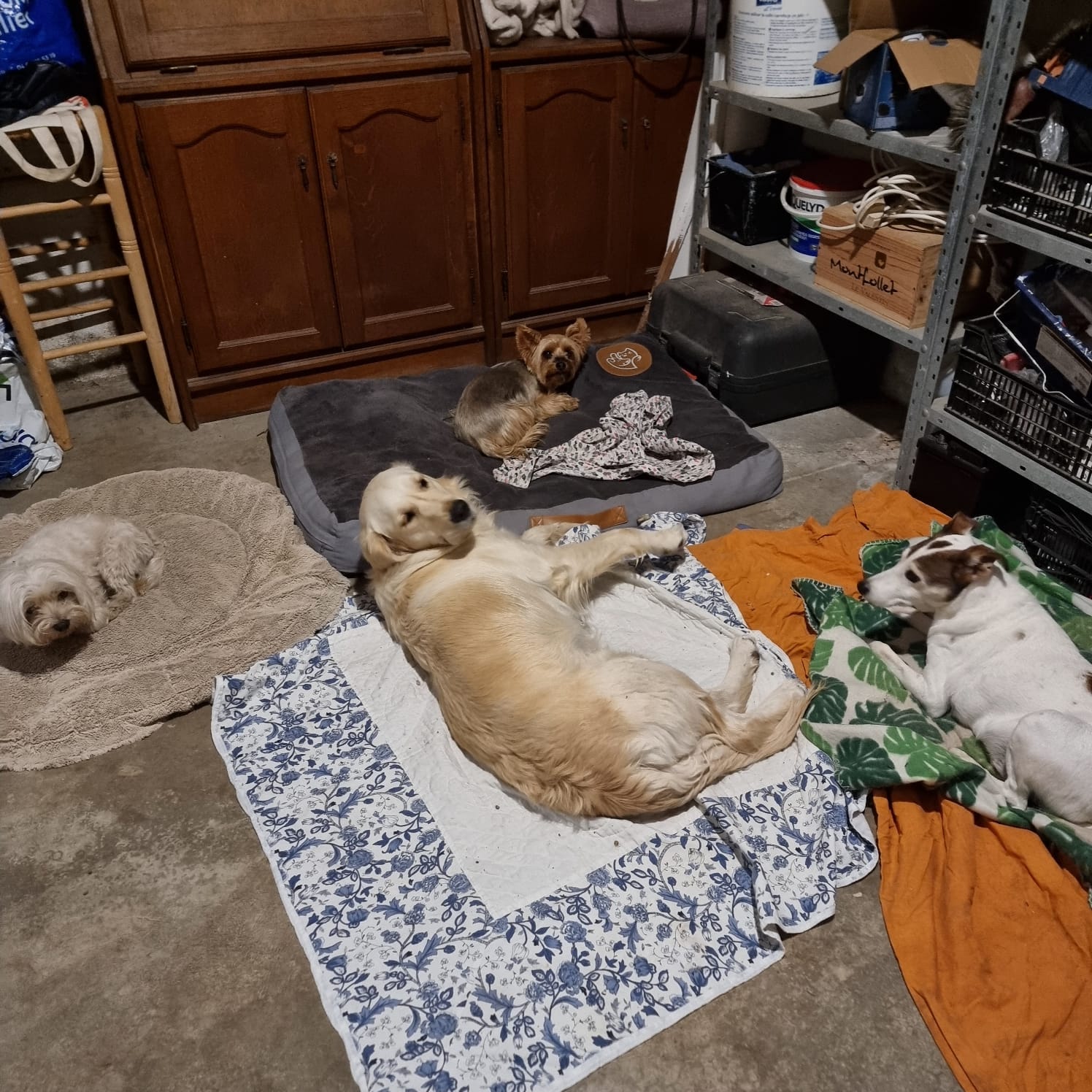Garde d'animaux : la maison des animaux — photo