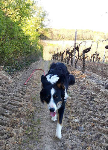Gardiandco Gardiennage de vos Animaux De Compagnie
