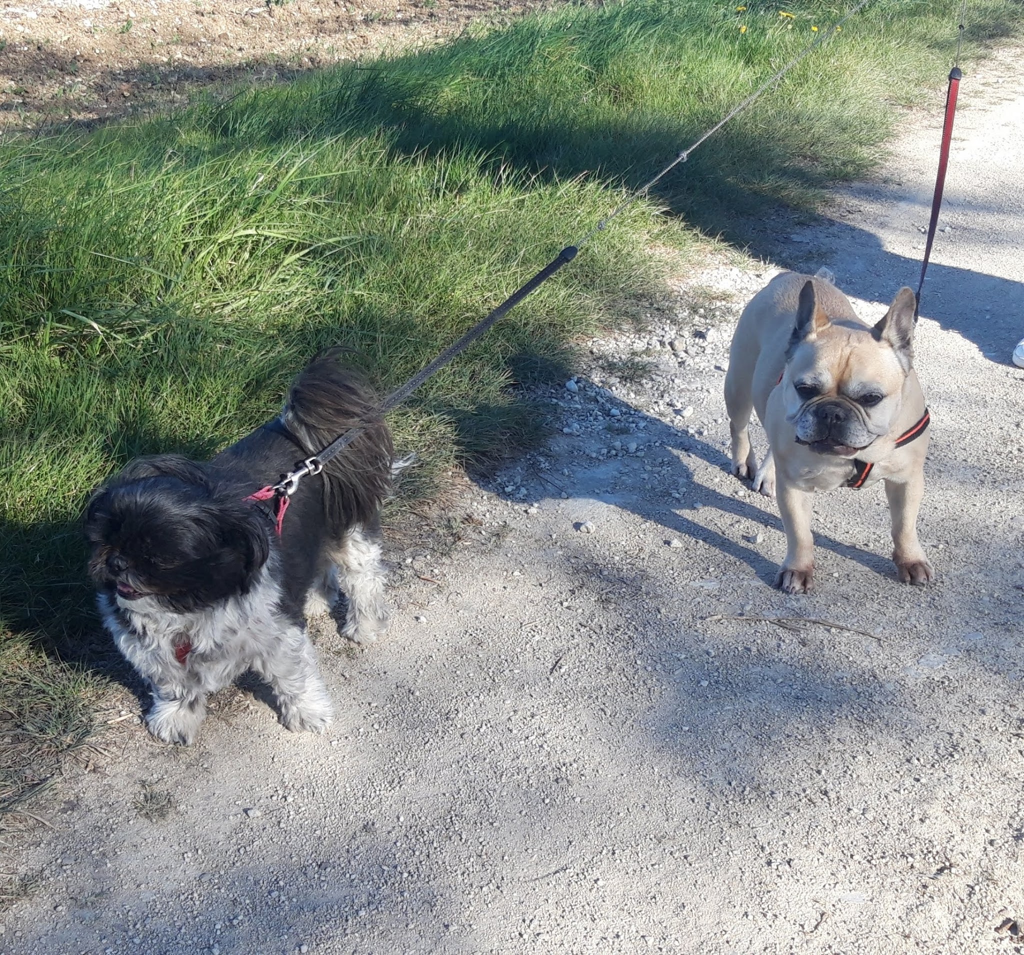 Gardiandco Gardiennage de vos Animaux De Compagnie — photo