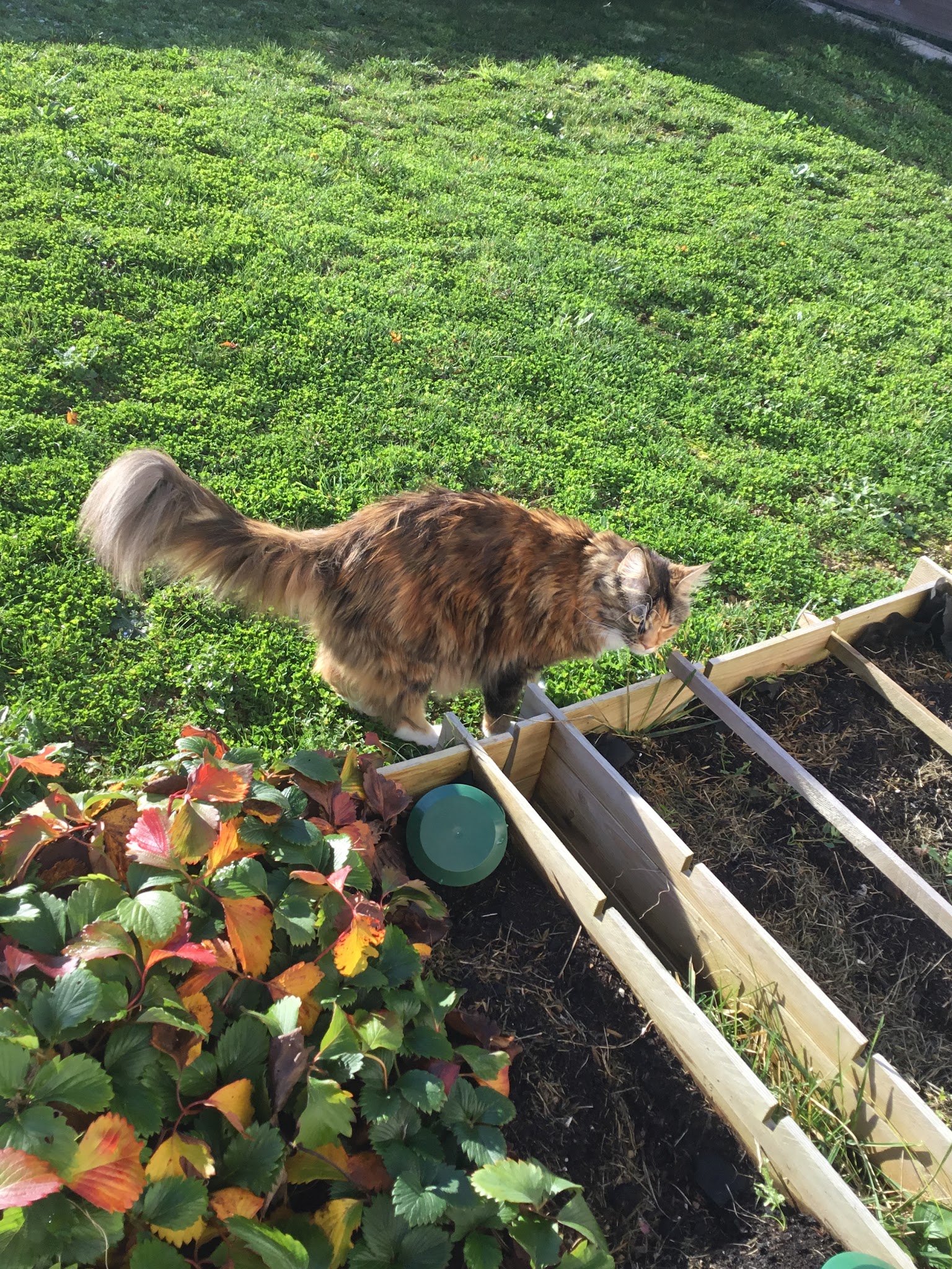 Gardiandco Gardiennage de vos Animaux De Compagnie — photo