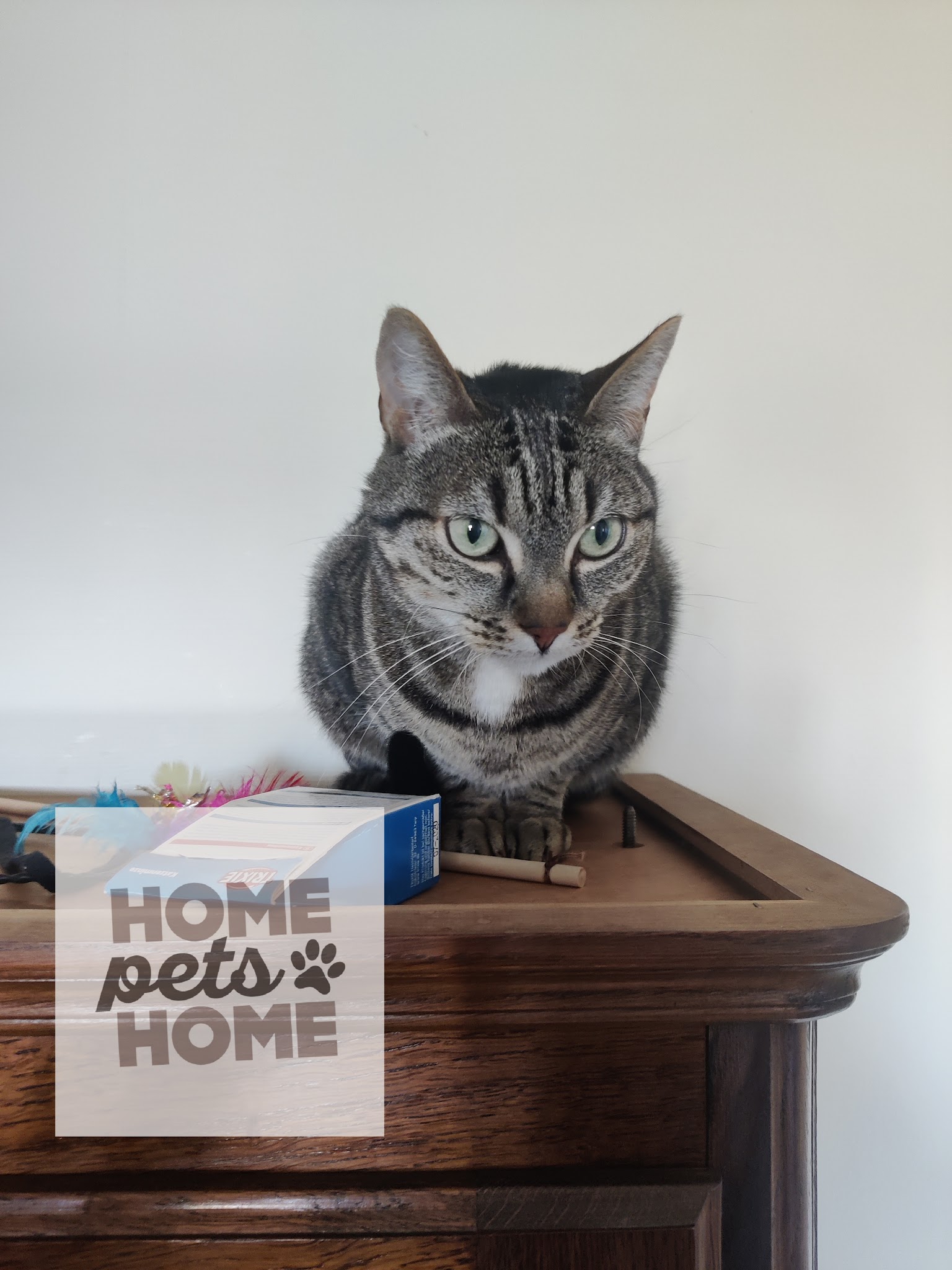 Home pets home — photo