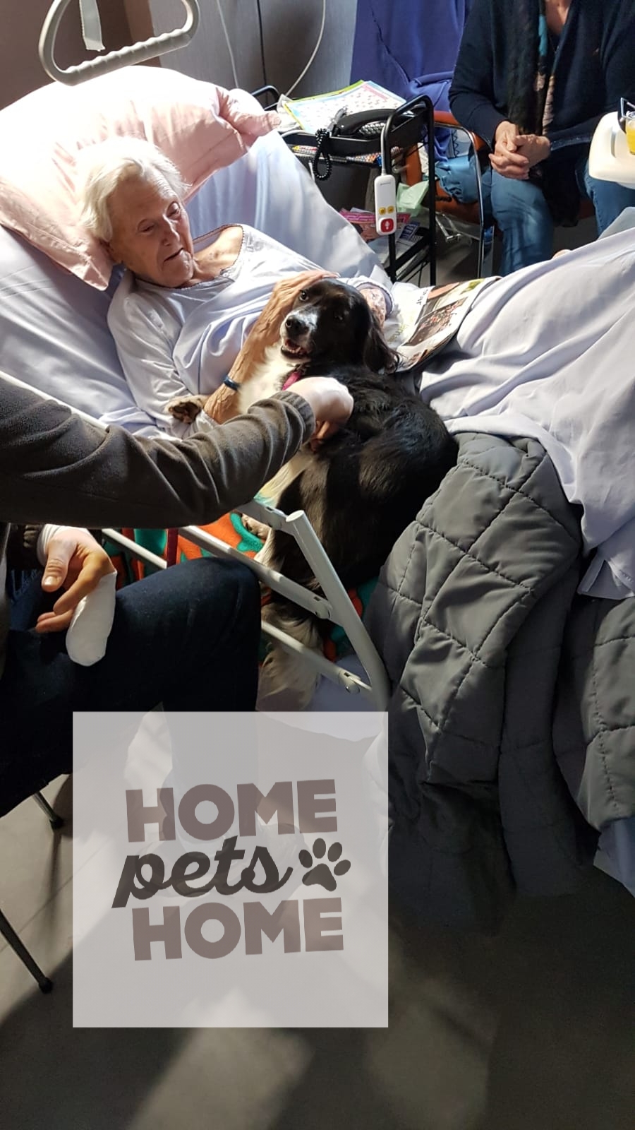 Home pets home — photo