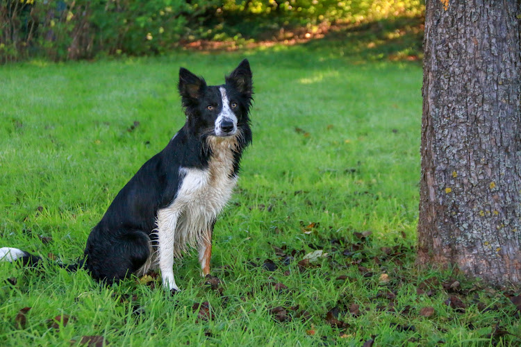 Le domaine de la Golden Griff’