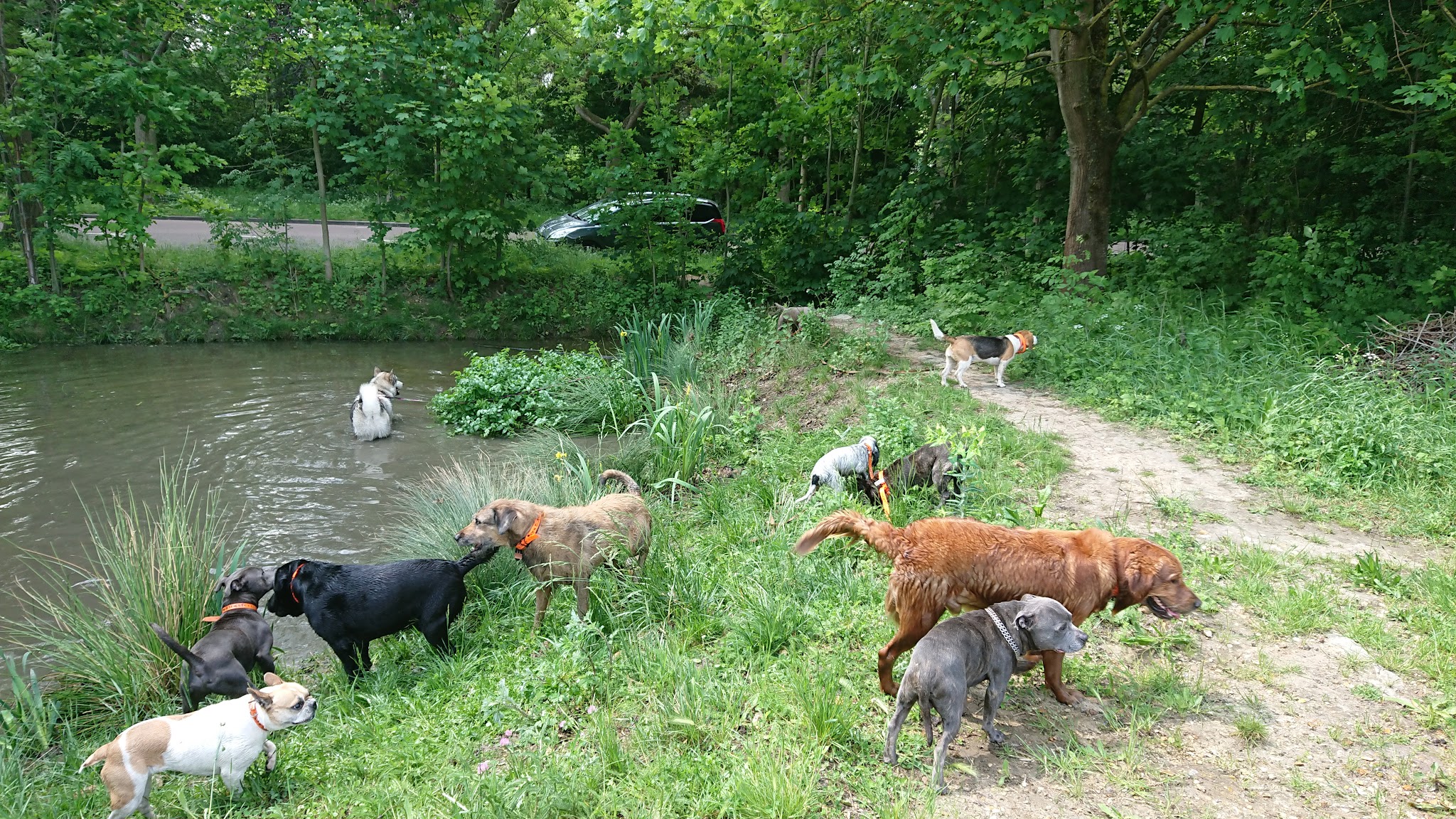 Hakunamatadog pension canine ,promenade collectif ,education , pension pour chien — photo