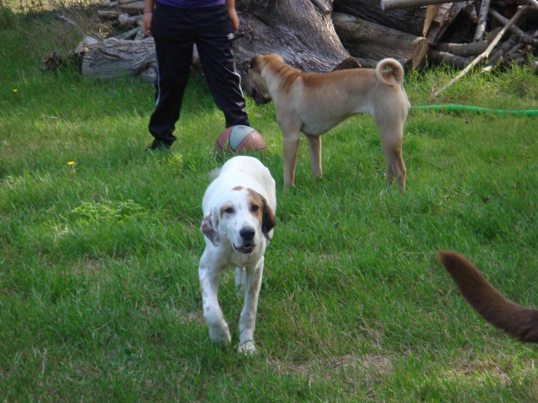 LE GITE CANIN — photo
