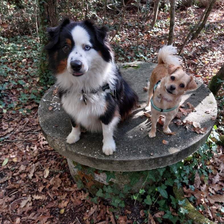 LE GITE CANIN — photo