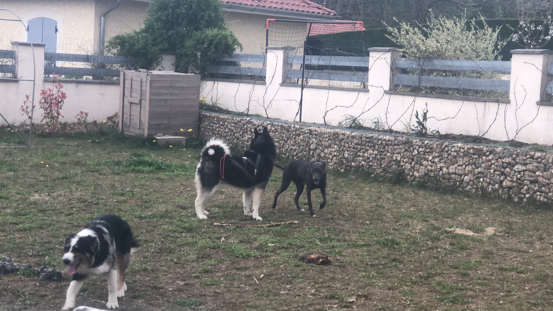 Wolf in the heart ( with) Education canine spécialisée dans le chien nordique/primitif — photo