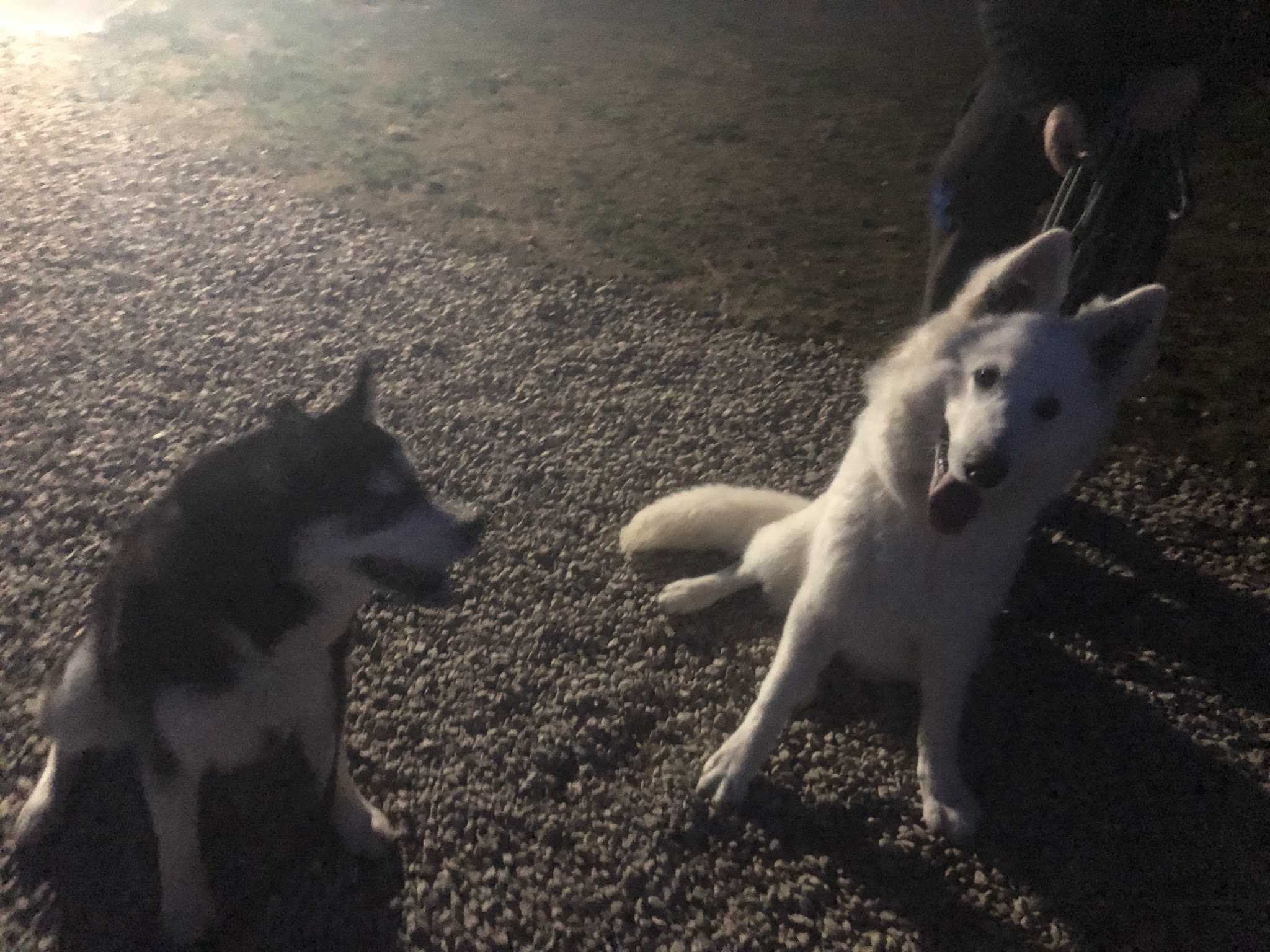 Wolf in the heart ( with) Education canine spécialisée dans le chien nordique/primitif — photo