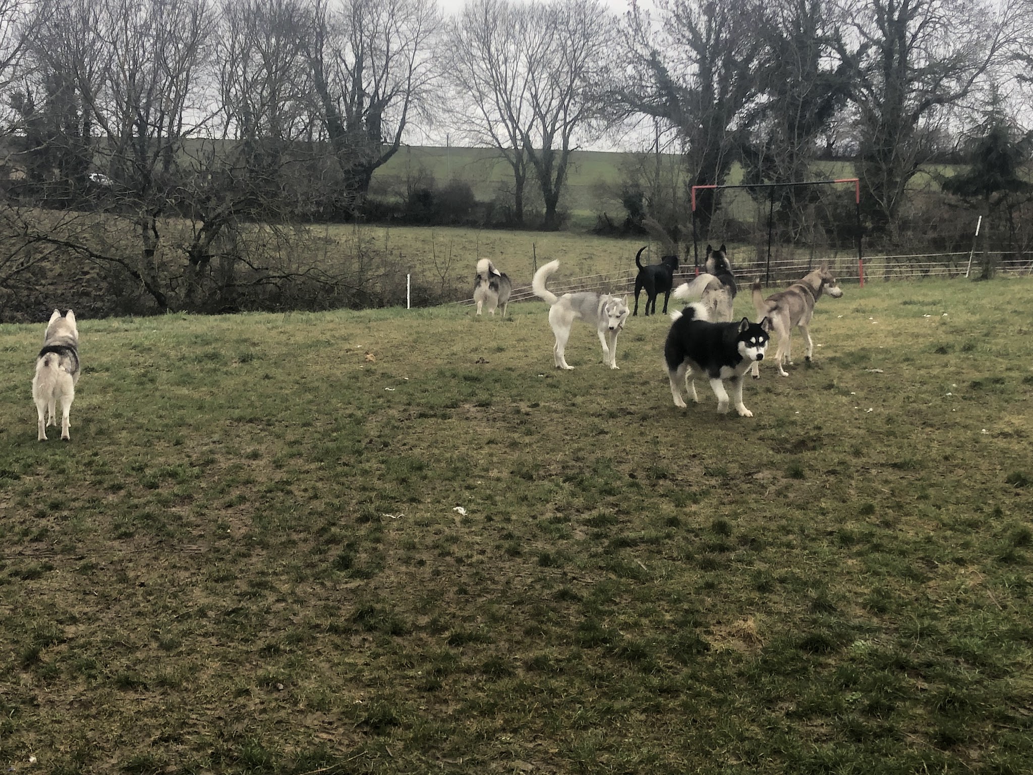 Wolf in the heart ( with) Education canine spécialisée dans le chien nordique/primitif — photo