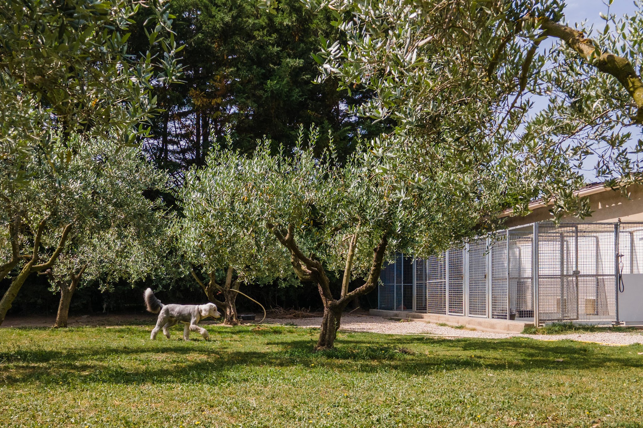 Pension Canine Eyragues — photo
