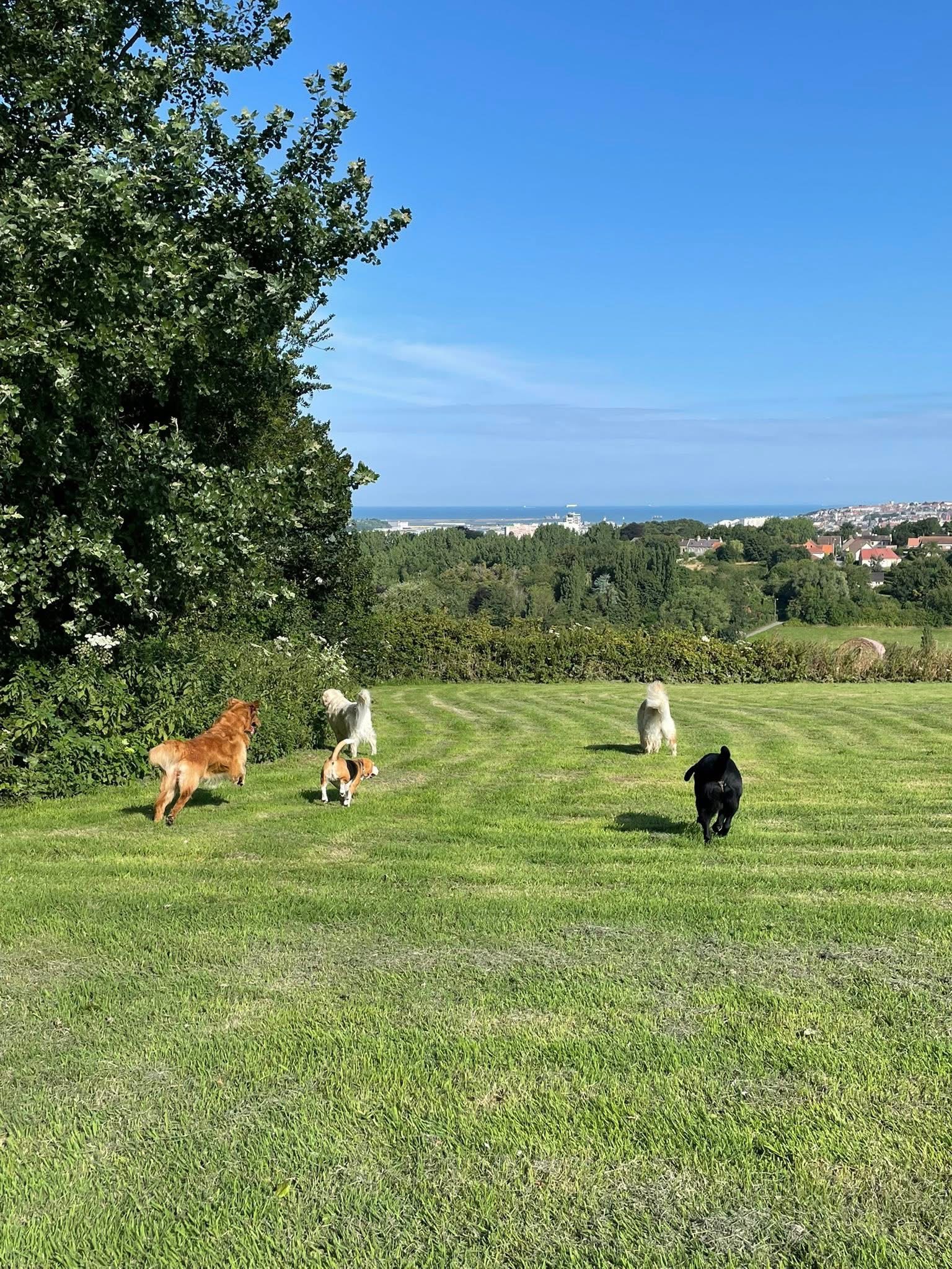 Peggy Bedu - Aux Bonheurs des Chiens - Toilettage & Pension & Education — photo