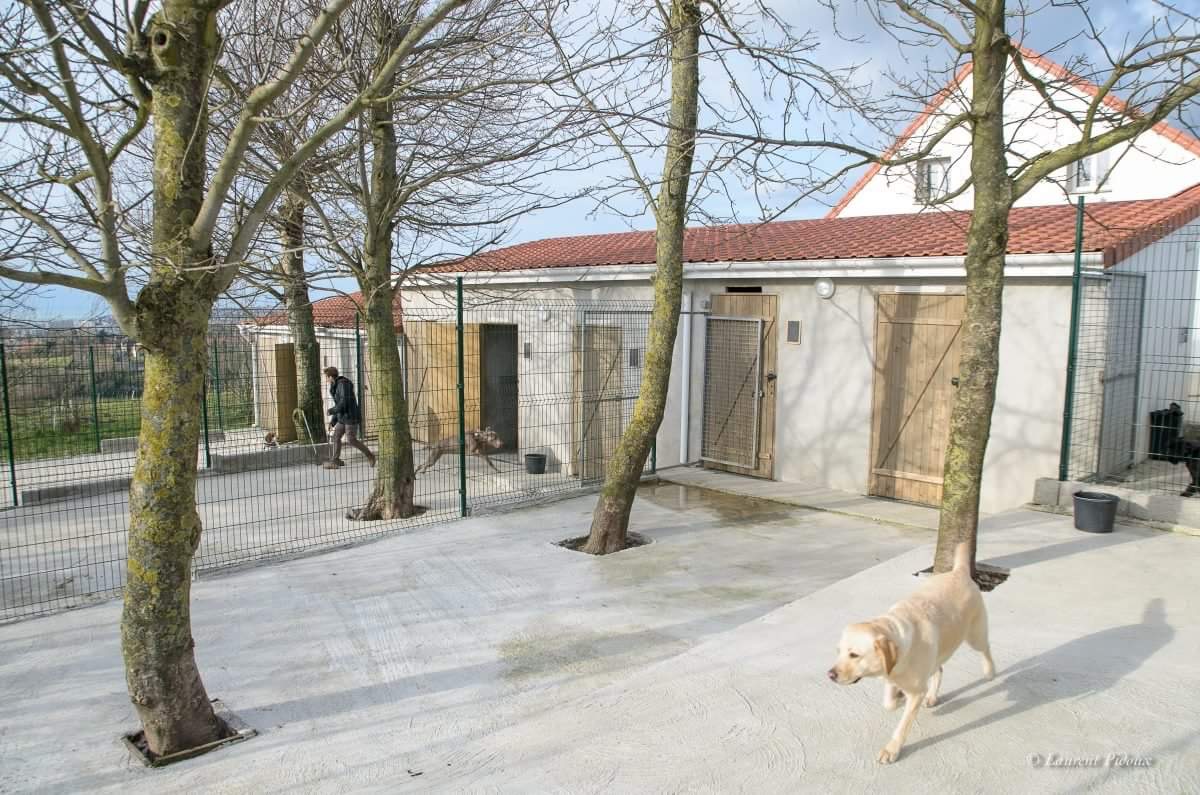 Peggy Bedu - Aux Bonheurs des Chiens - Toilettage & Pension & Education — photo