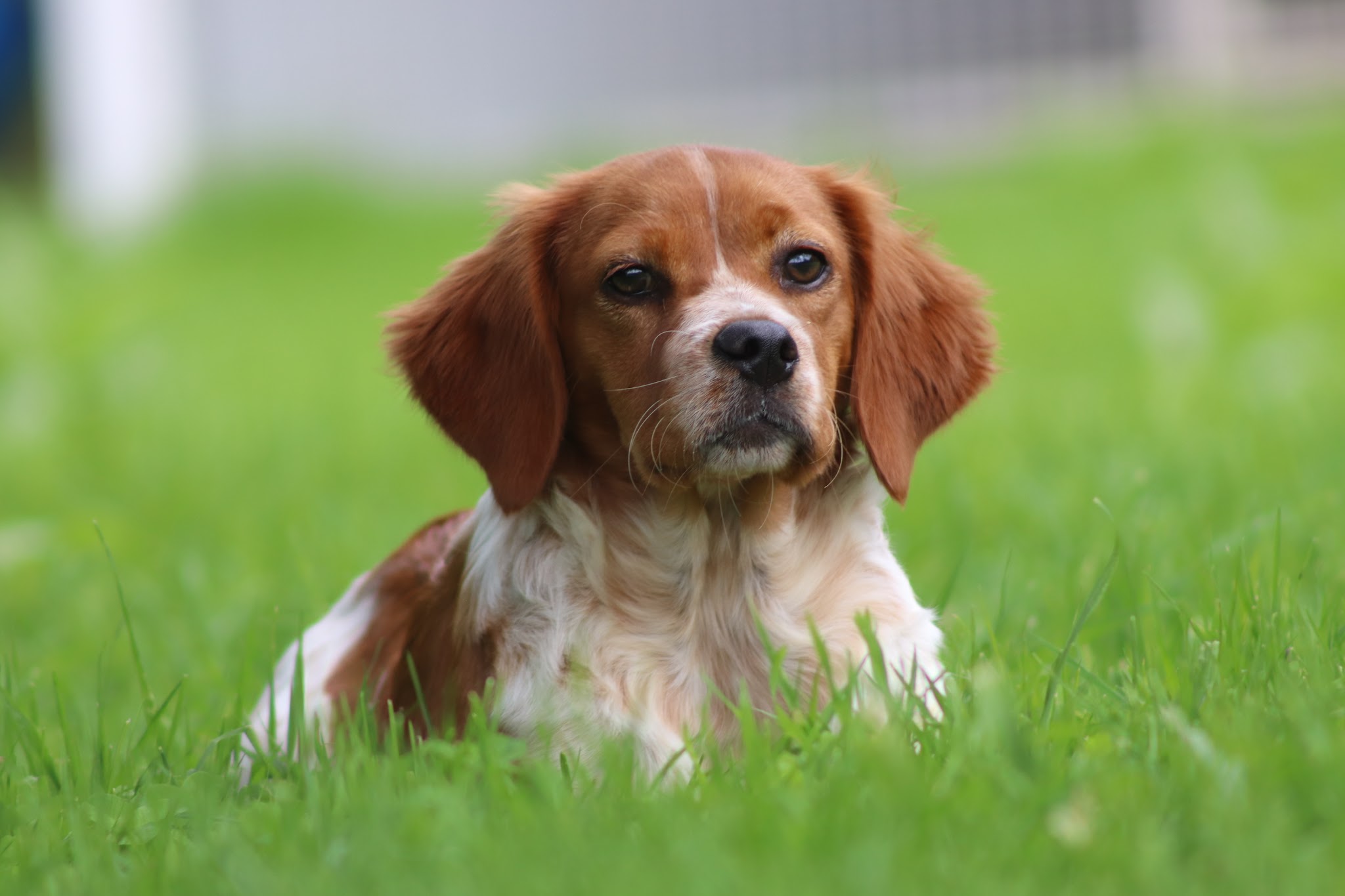 Pension canine - Elevage canin des plumes des marais du Cotentin — photo