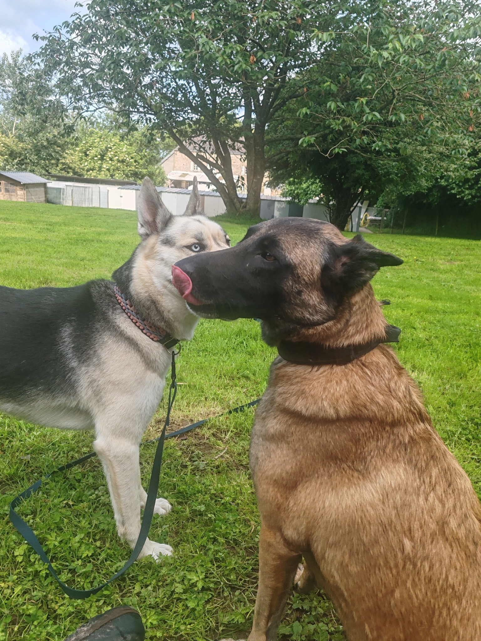 Pension canine - Elevage canin des plumes des marais du Cotentin — photo