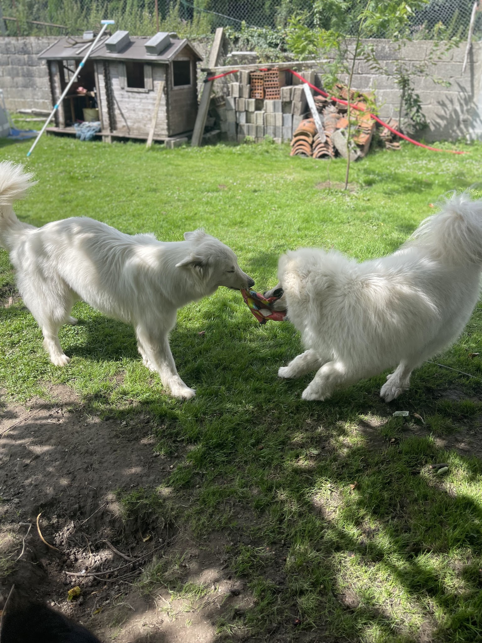 Pension Canine Les Quatre Amis Willan aux poils d’Yvrench — photo