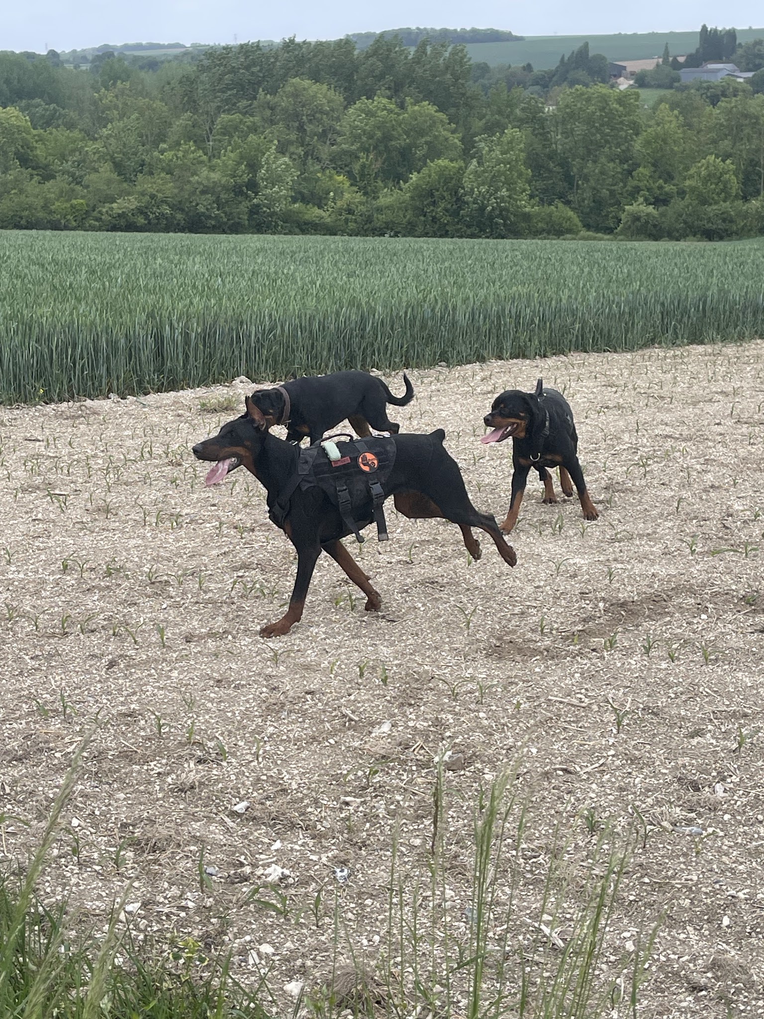 Pension Canine Les Quatre Amis Willan aux poils d’Yvrench — photo