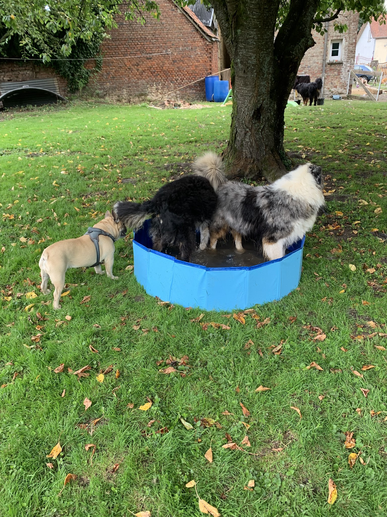 Pension Canine Les Quatre Amis Willan aux poils d’Yvrench — photo