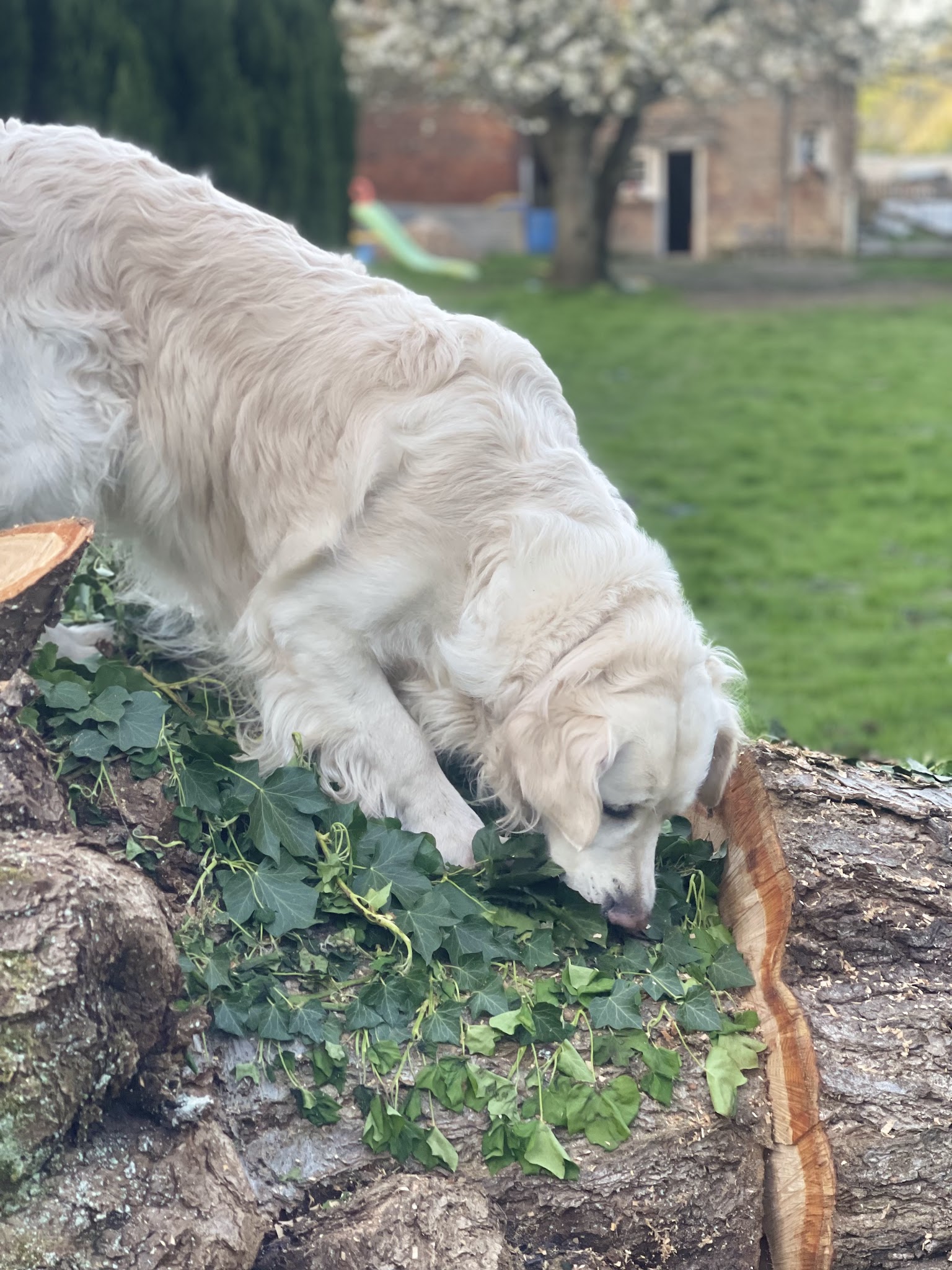 Pension Canine Les Quatre Amis Willan aux poils d’Yvrench — photo