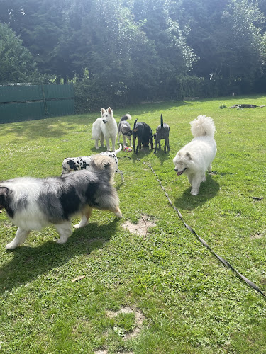 Pension Canine Les Quatre Amis Willan aux poils d’Yvrench