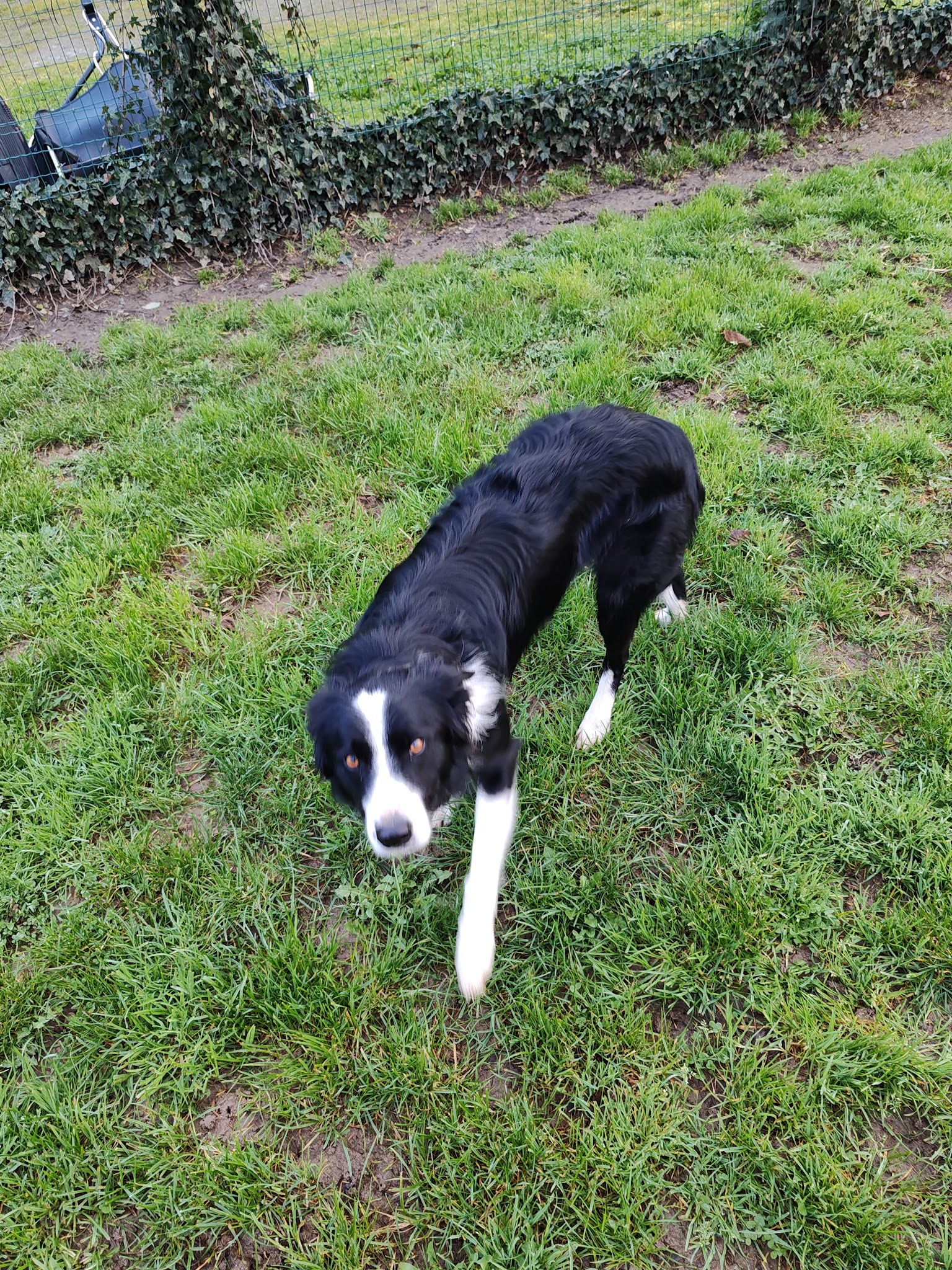 AUBERGE CANINE DE L'ÉDEN ANIMAL — photo