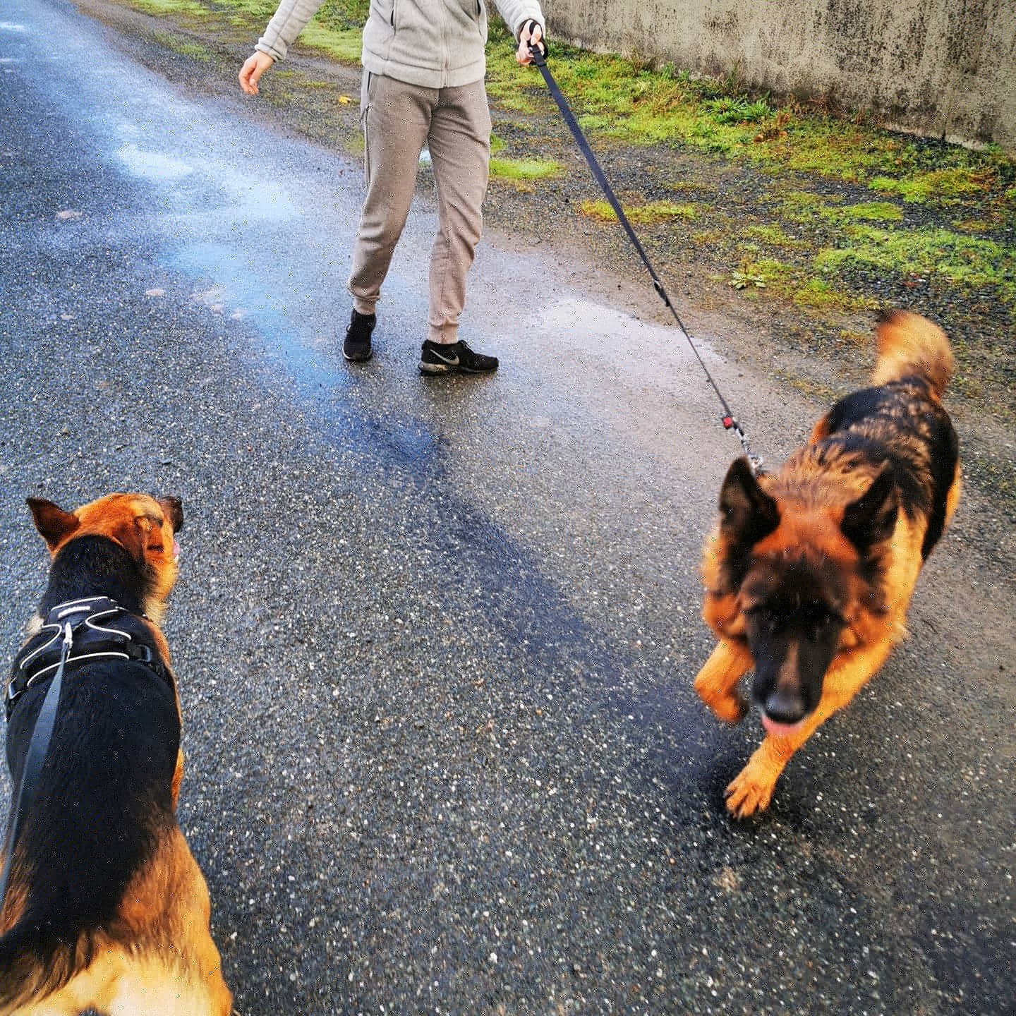 AUBERGE CANINE DE L'ÉDEN ANIMAL — photo