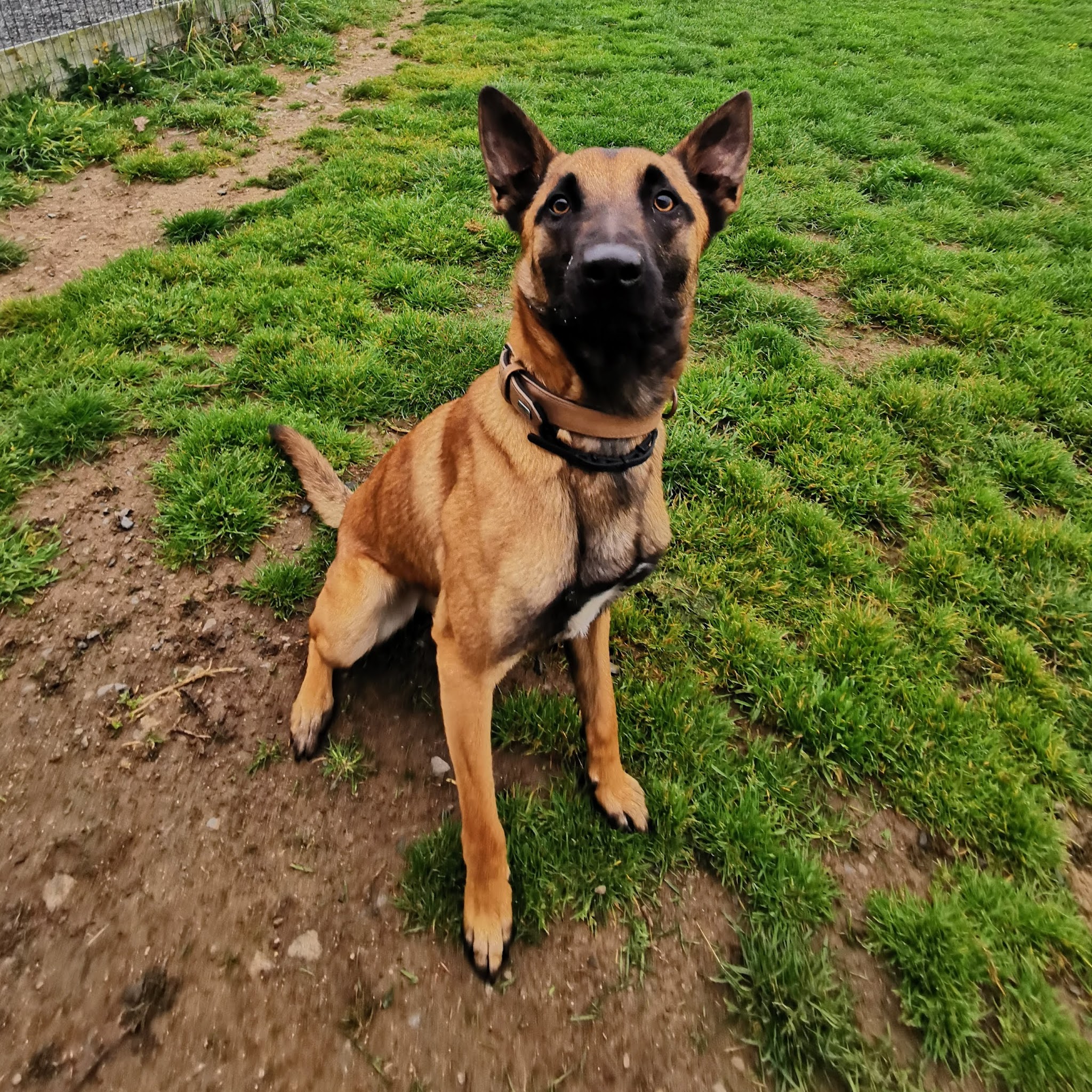 AUBERGE CANINE DE L'ÉDEN ANIMAL — photo