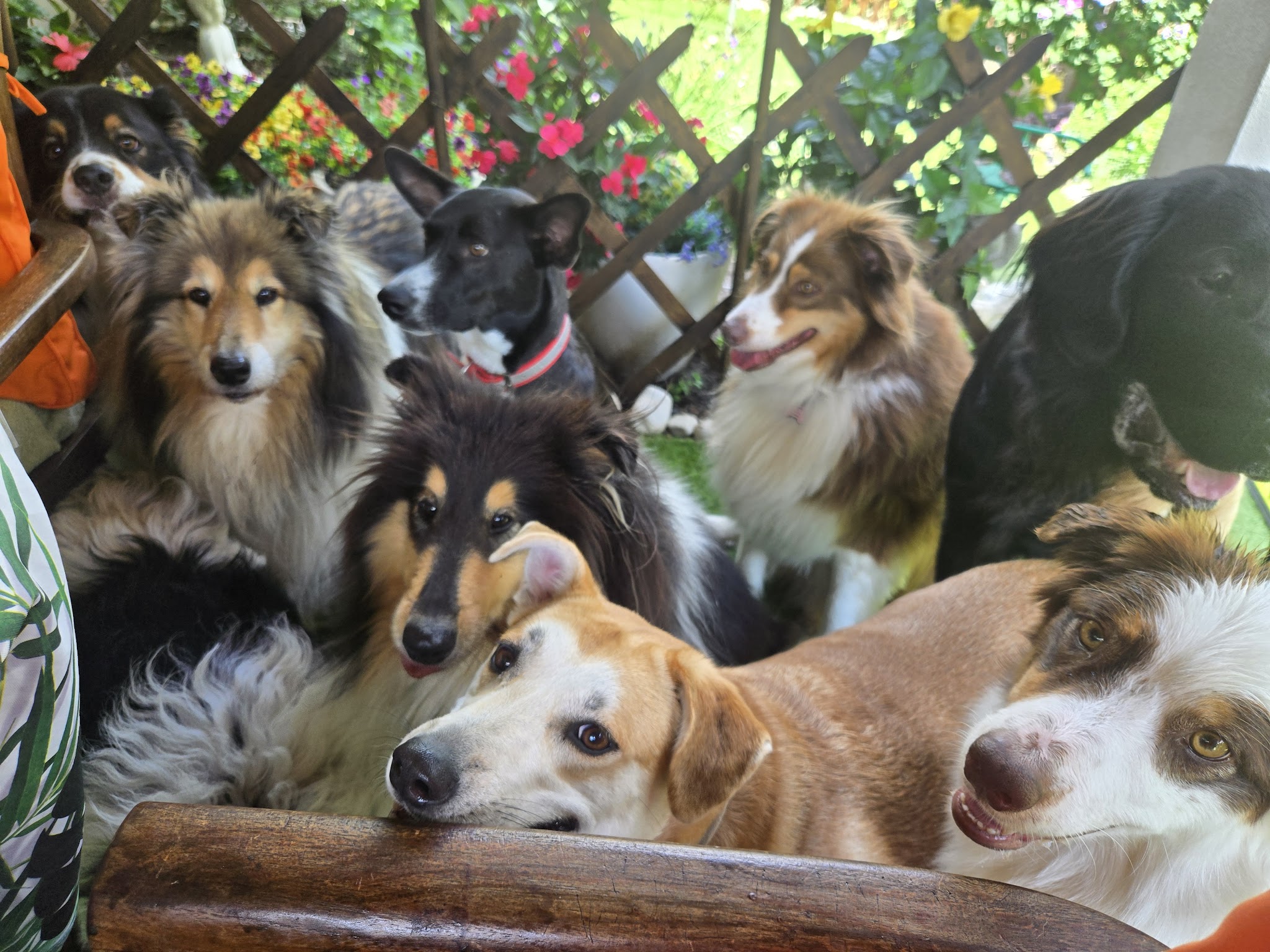 TIF. PETS FOREVER
