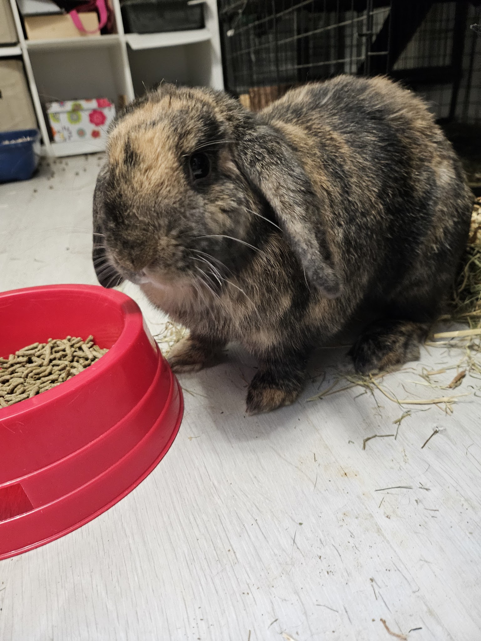 TIF. PETS FOREVER — photo