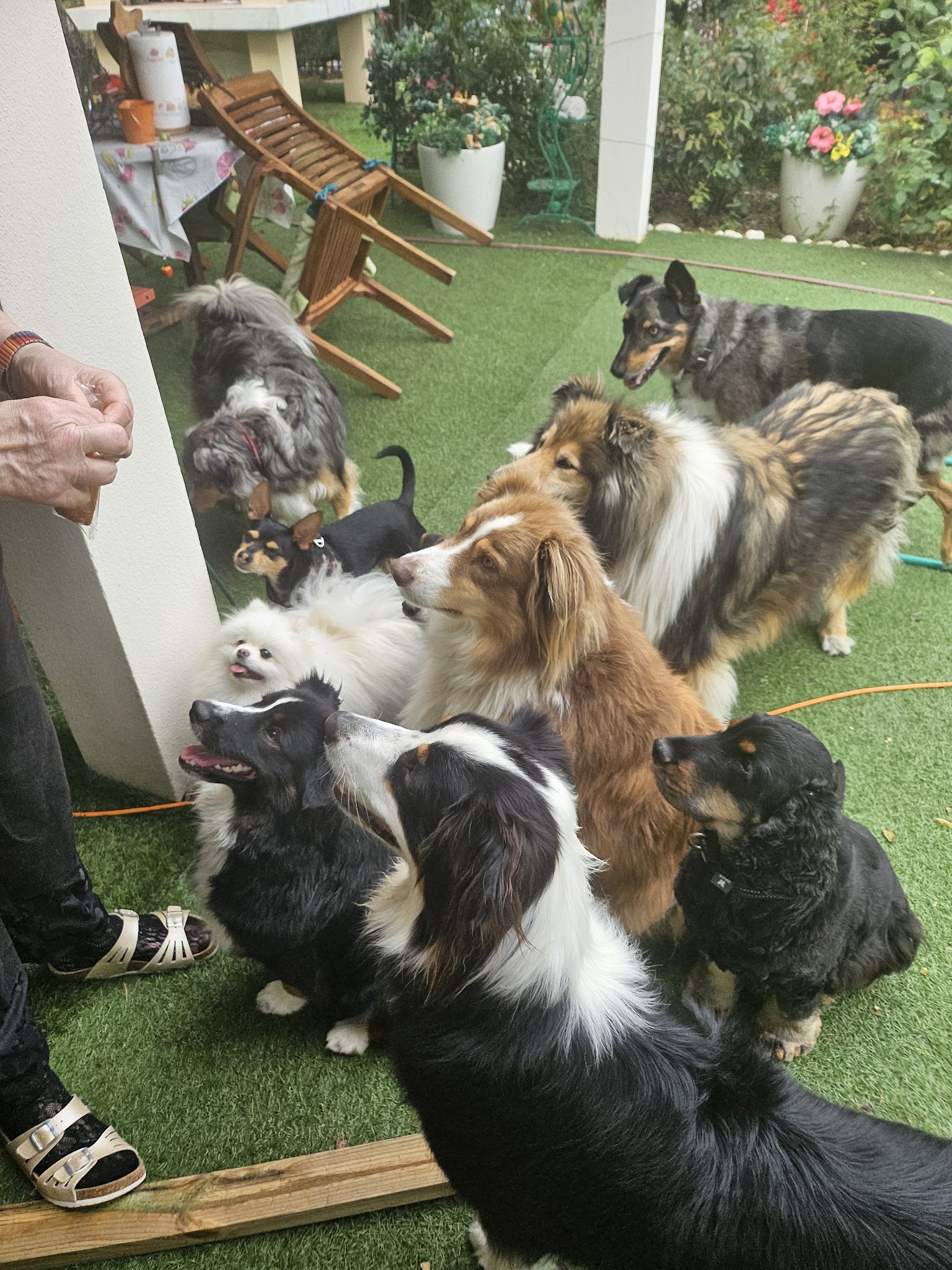 TIF. PETS FOREVER — photo