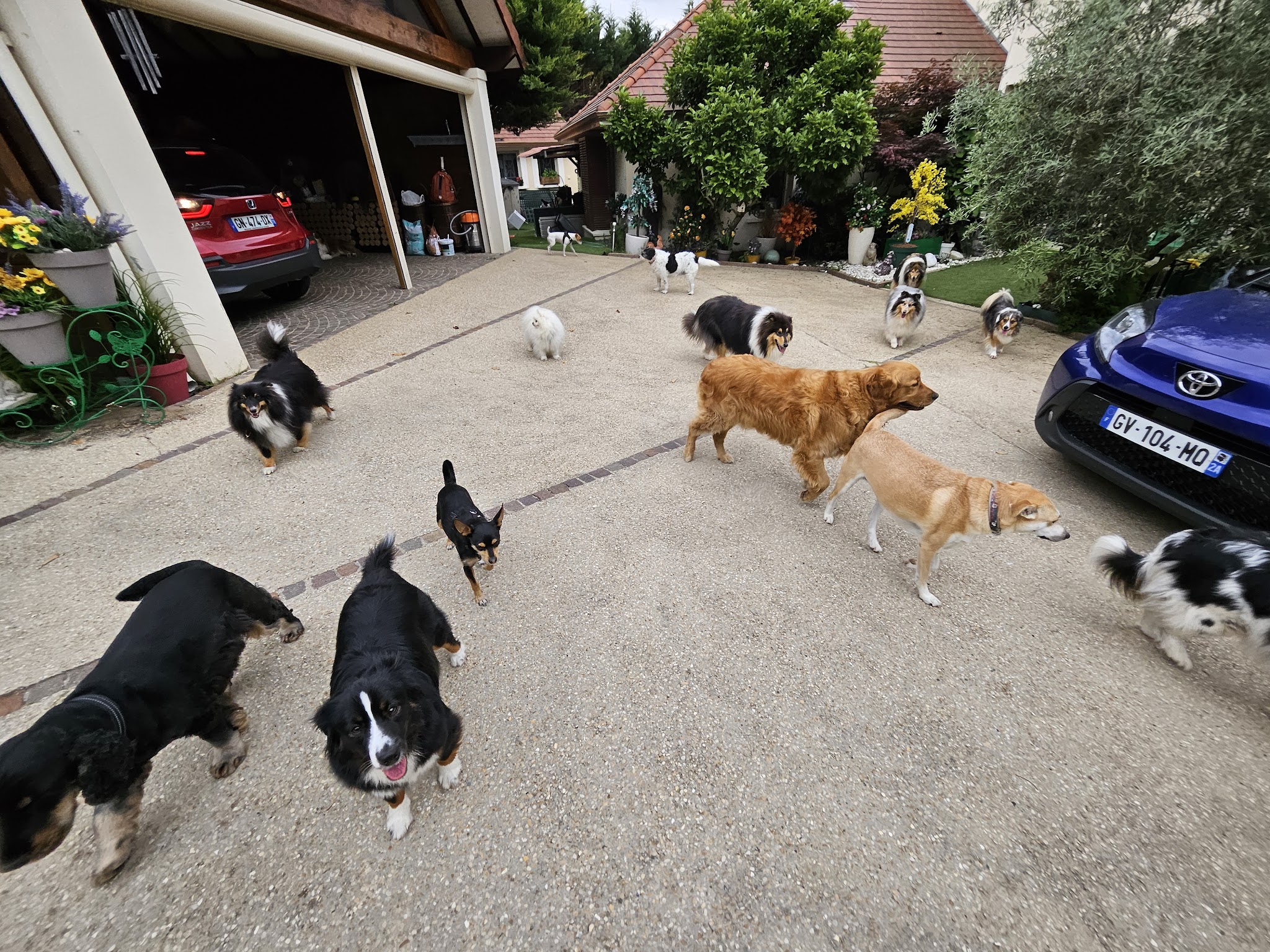 TIF. PETS FOREVER — photo