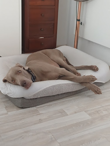 Cédric pet sitter éducateur canin