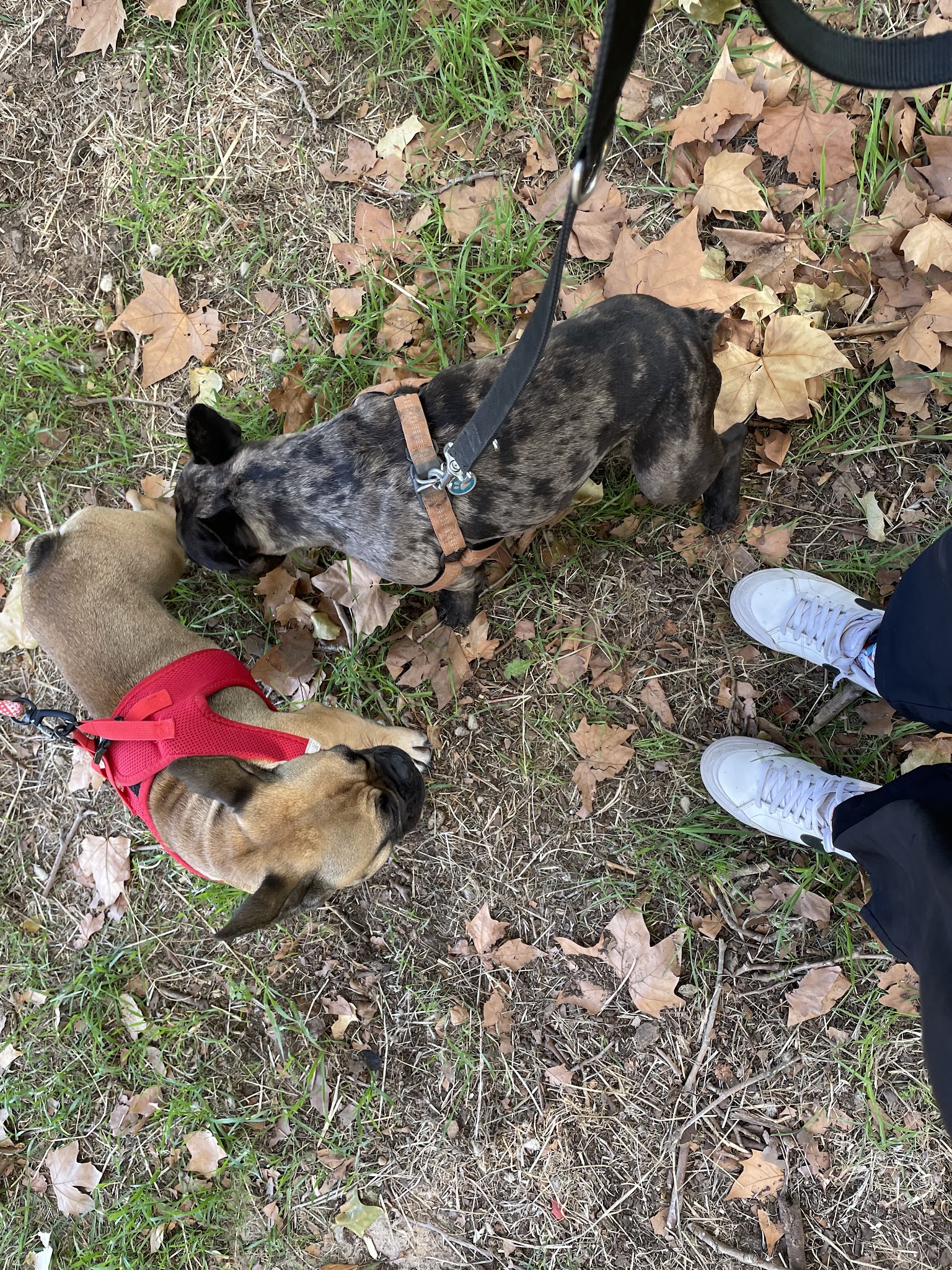 Cédric pet sitter éducateur canin — photo