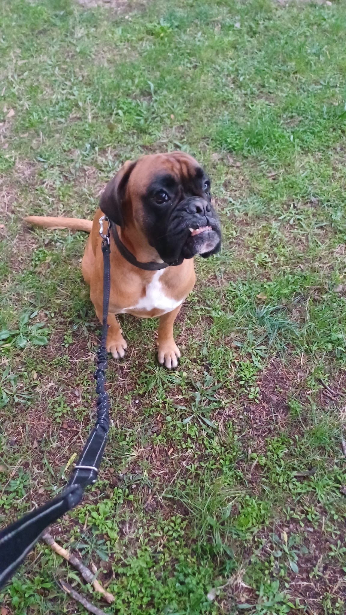 Cédric pet sitter éducateur canin — photo