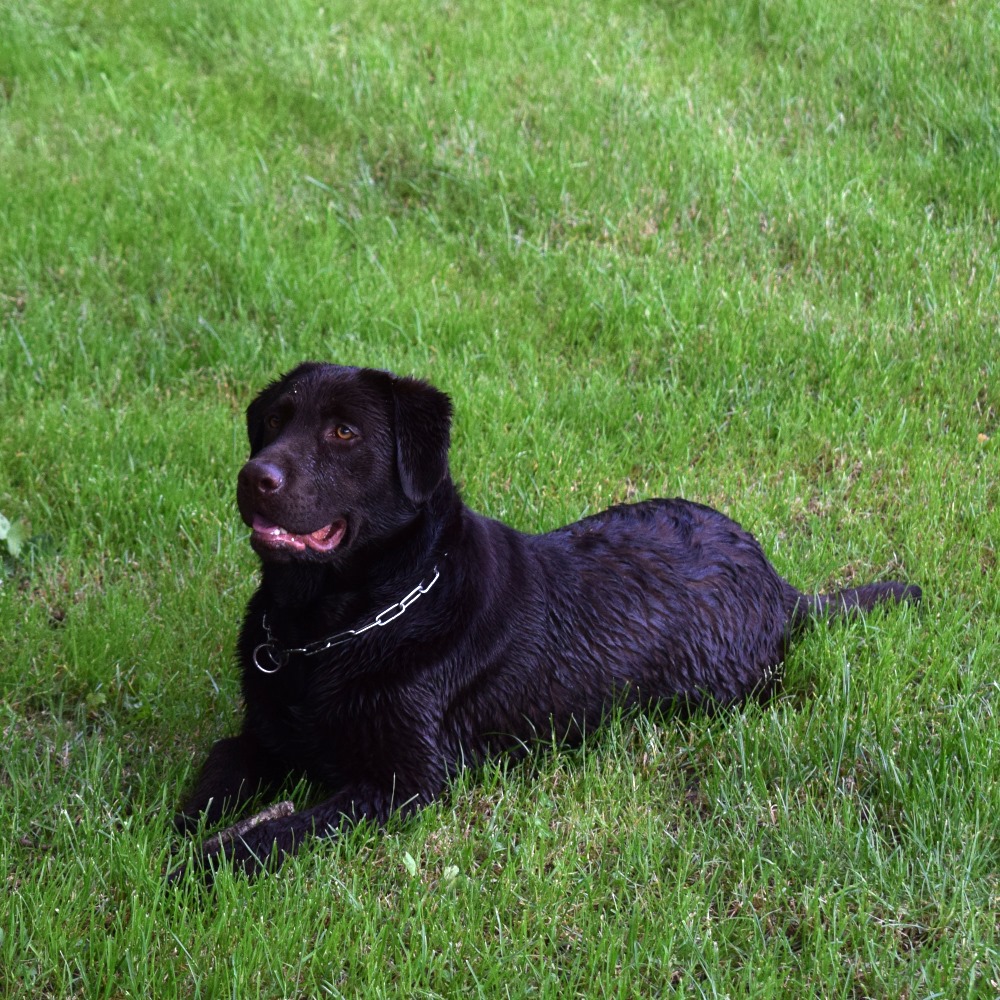 Cédric pet sitter éducateur canin — photo
